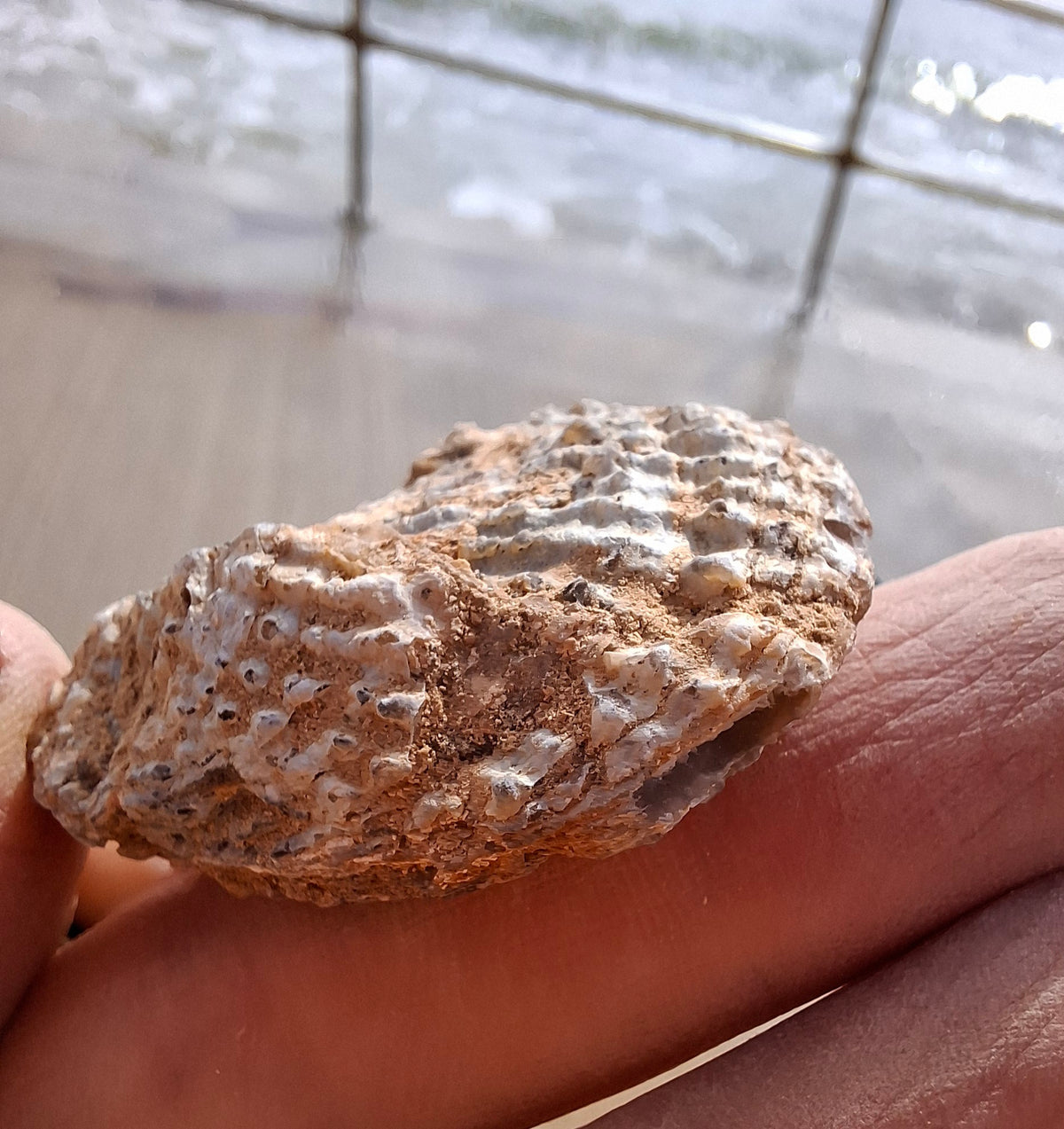 Chalcedony Oyster, Fossil (Ref: FO8)