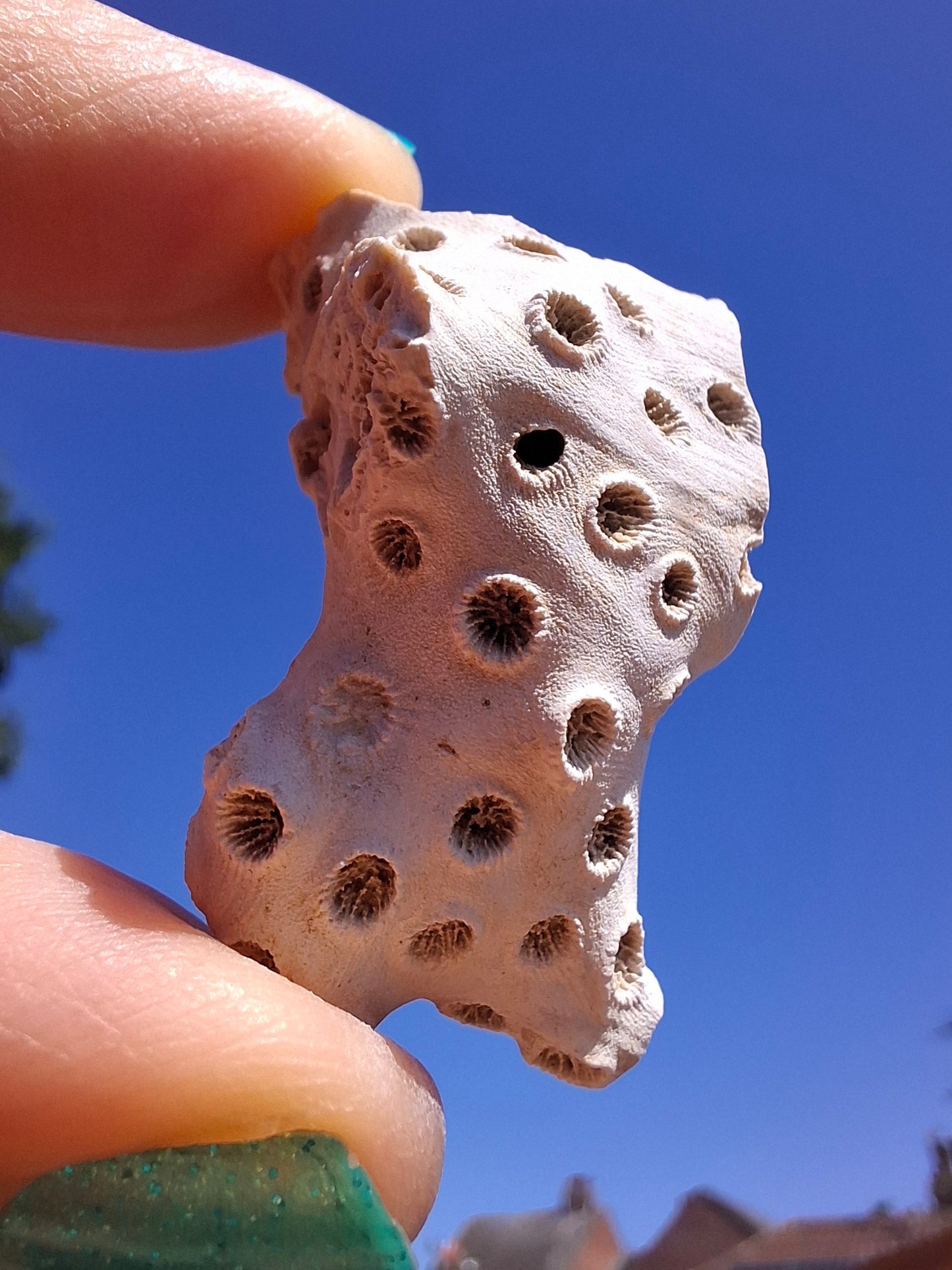 Fossil Coral, (Ref: FC4)