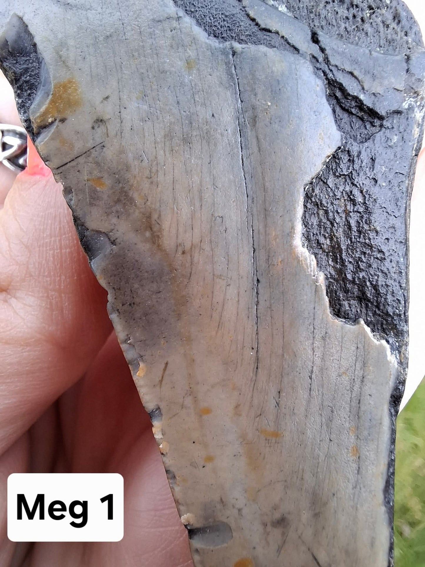 Megalodon (partial) Shark Tooth, 109.68g, Fossil (Ref: Meg1)