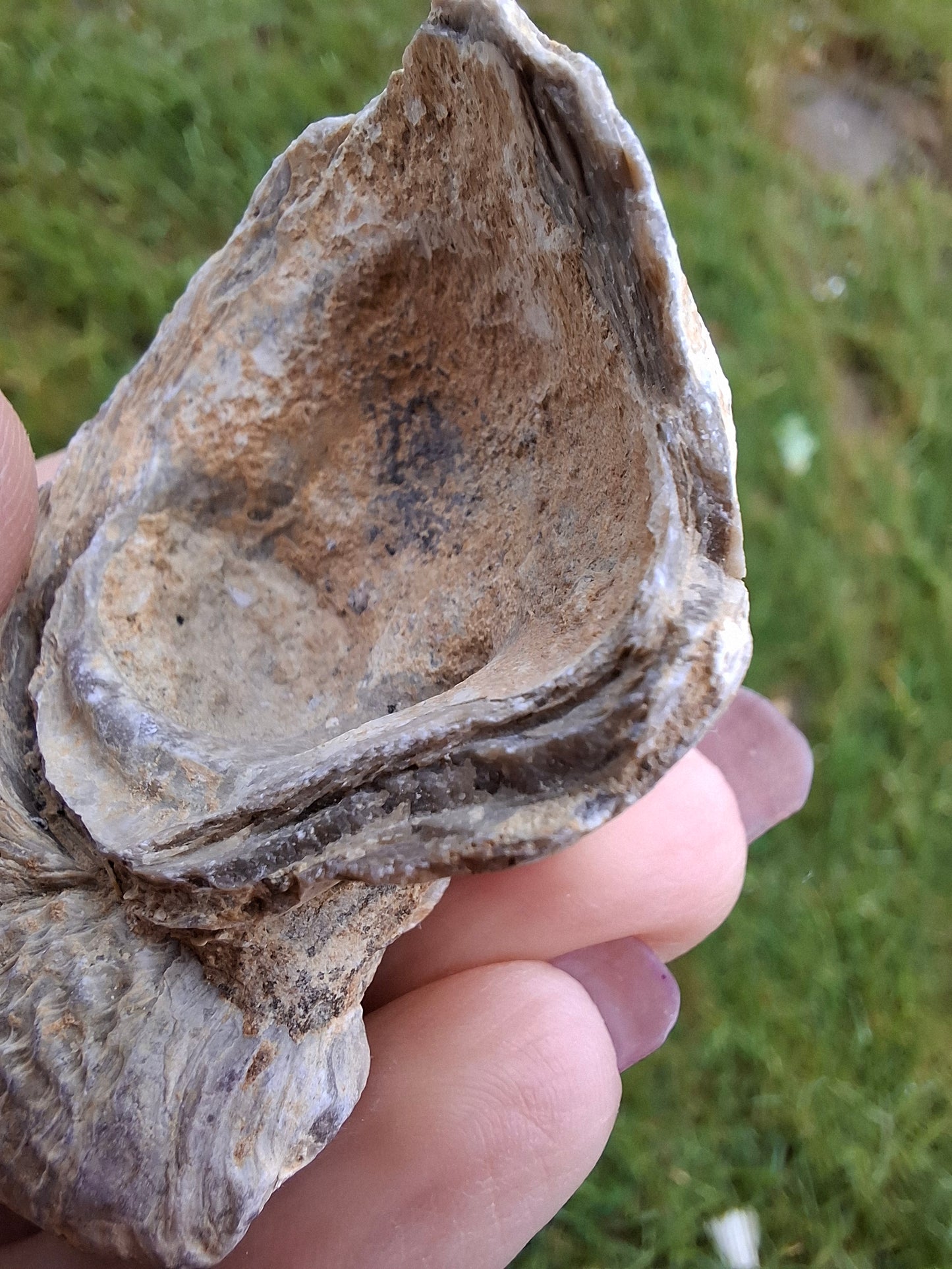 Gryphaea (Devil's Toenail), 57.53g, Fossil (Ref: G2)