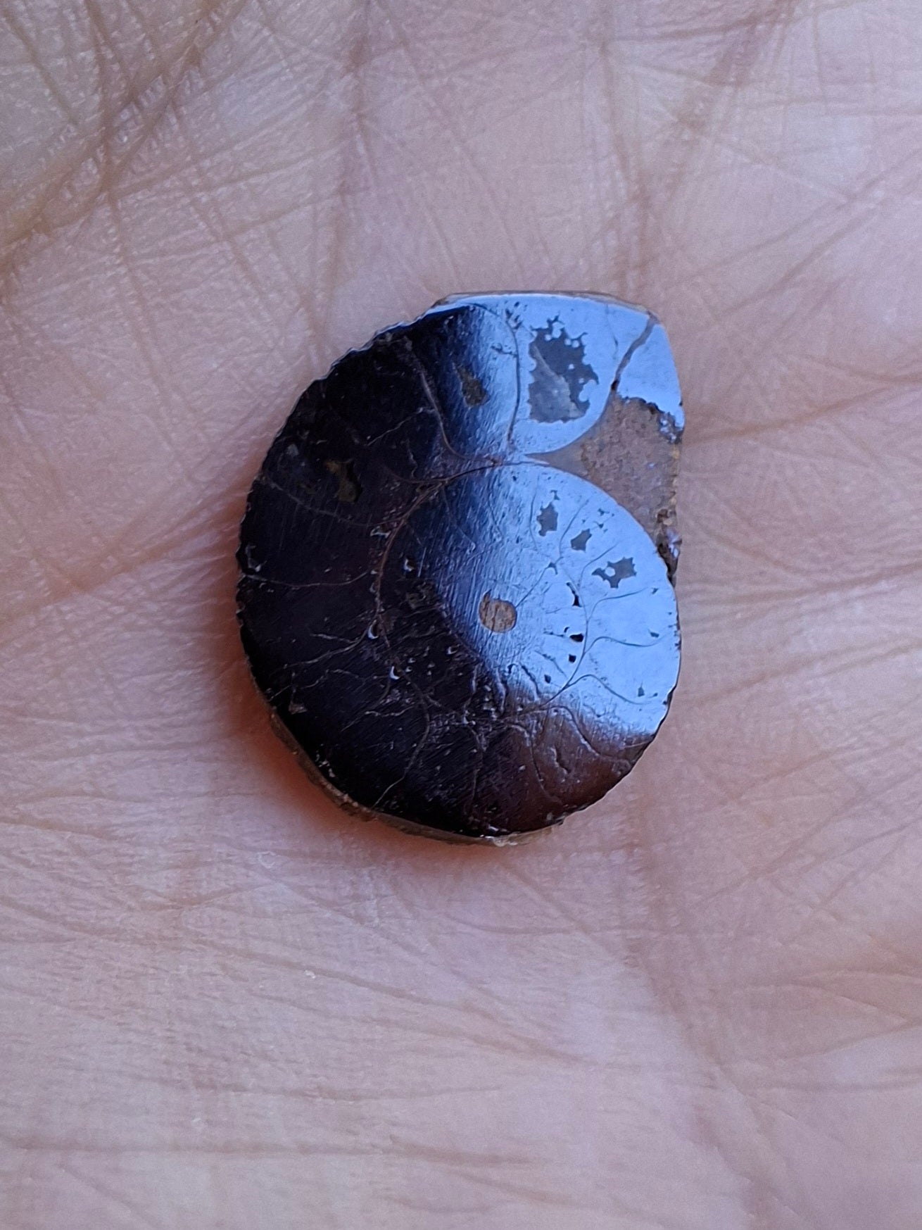 Small Haematite Ammonite HALF, 1.36g, Fossil (Ref: MA12)