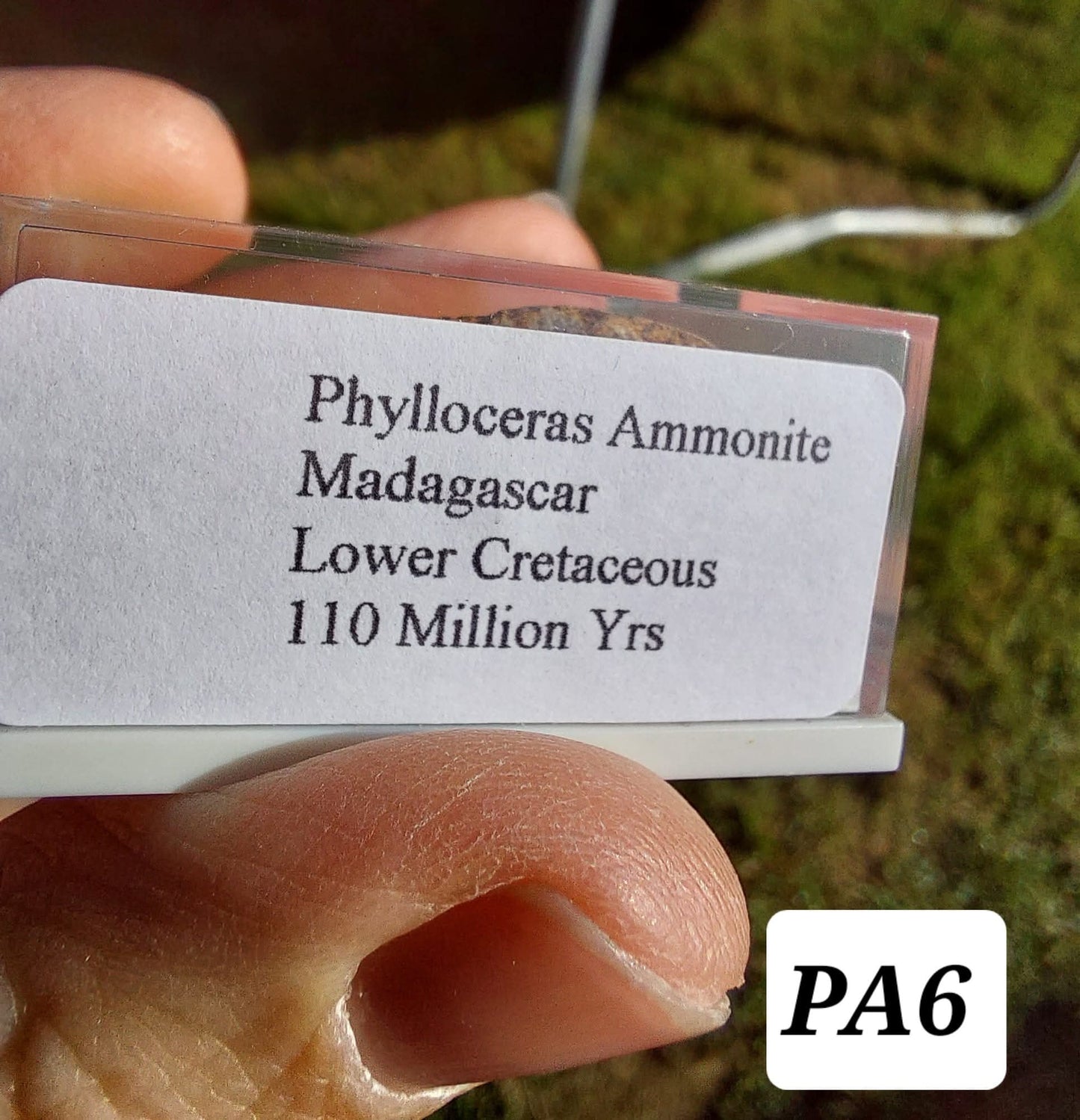 Phylloceras Ammonite, Fossil (Ref: PA6)