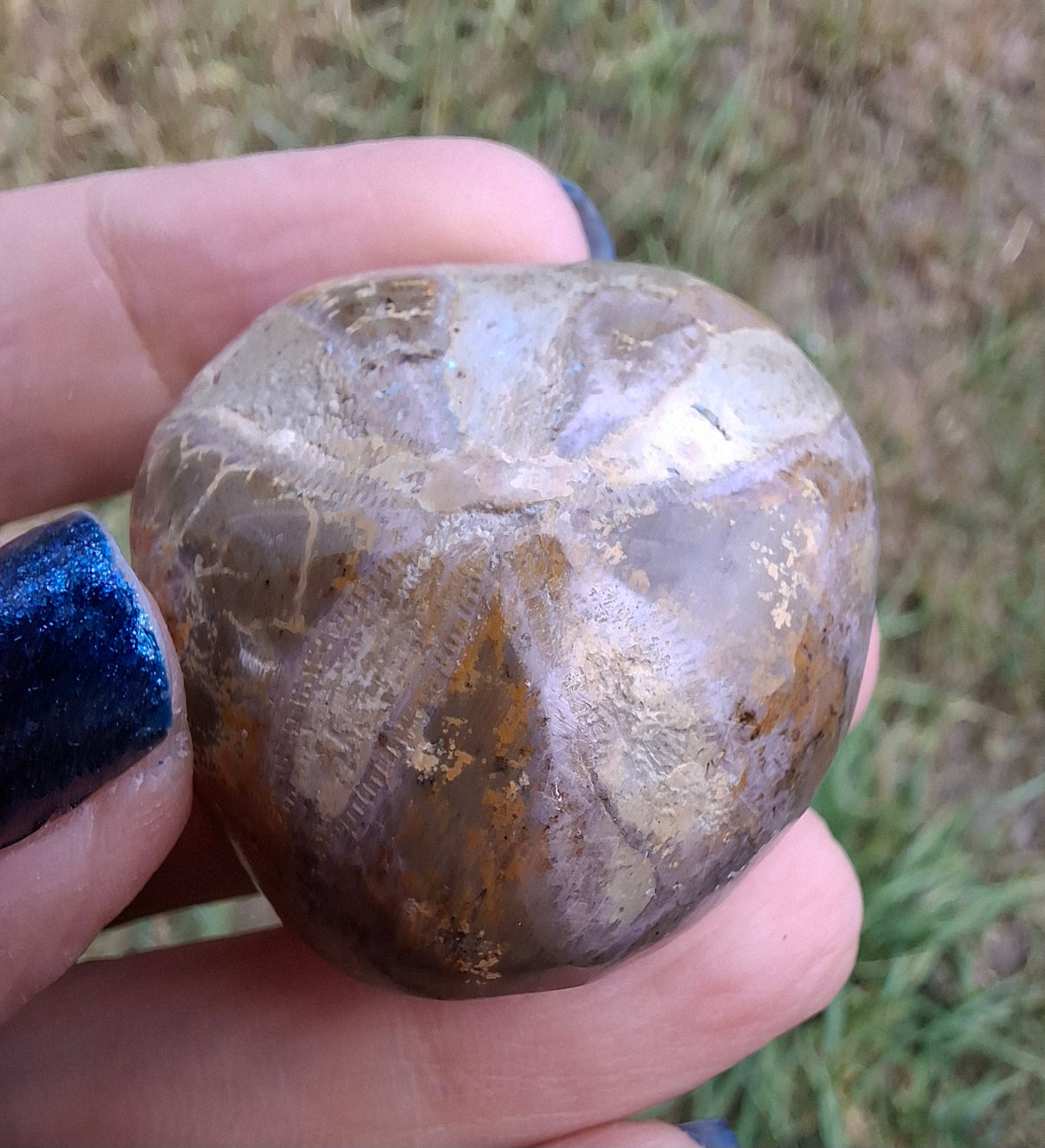 Polished Sea Urchin, Fossil (Ref: SU5)