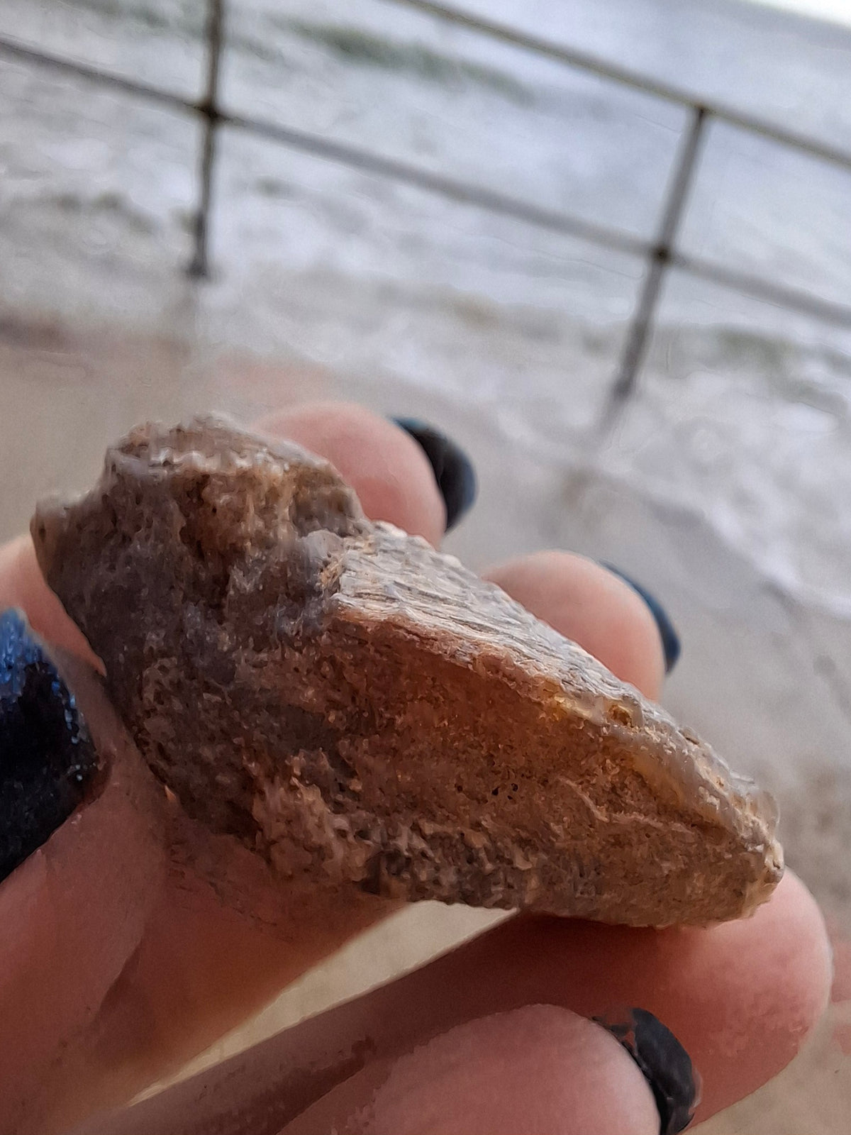 Chalcedony Oyster, Fossil (Ref: FO10)