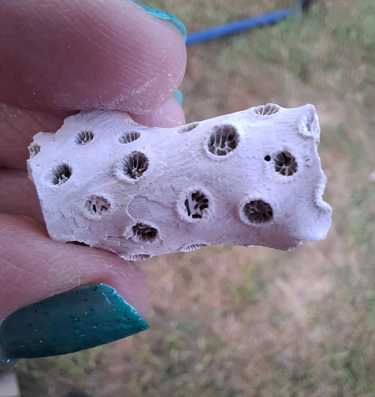 Fossil Coral, (Ref: FC1)