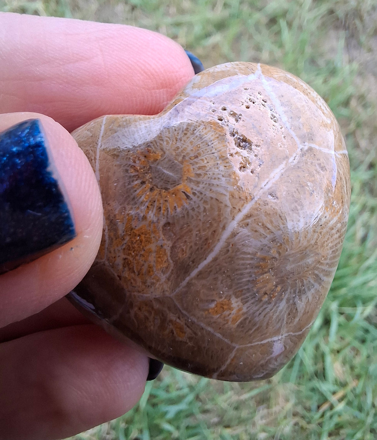 Fossil Coral Heart (Ref: CoH3)