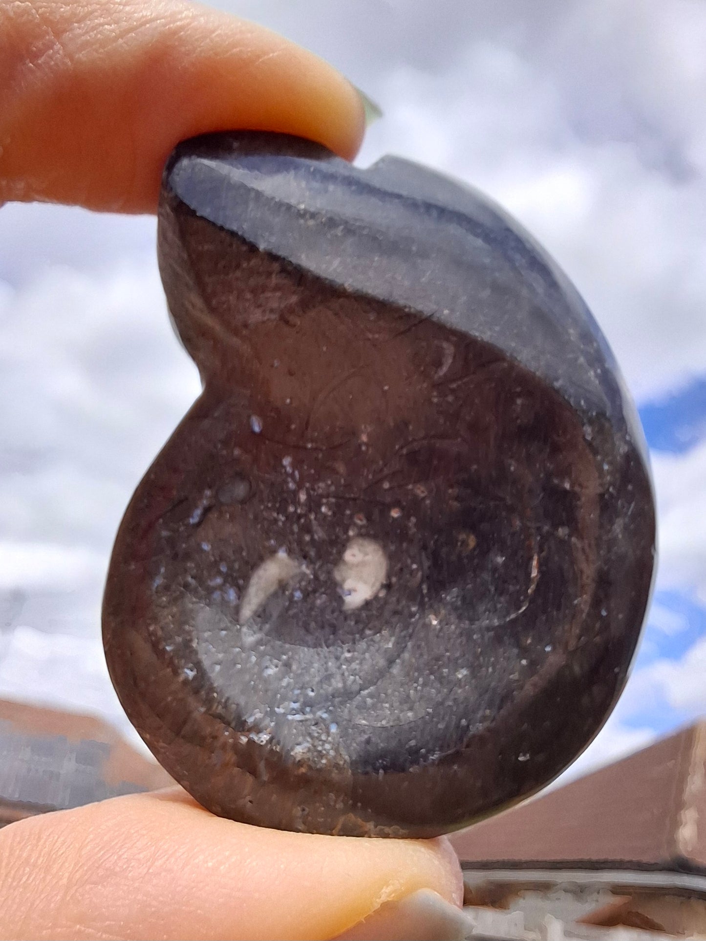 Goniatite, Fossil (Ref: GA8)