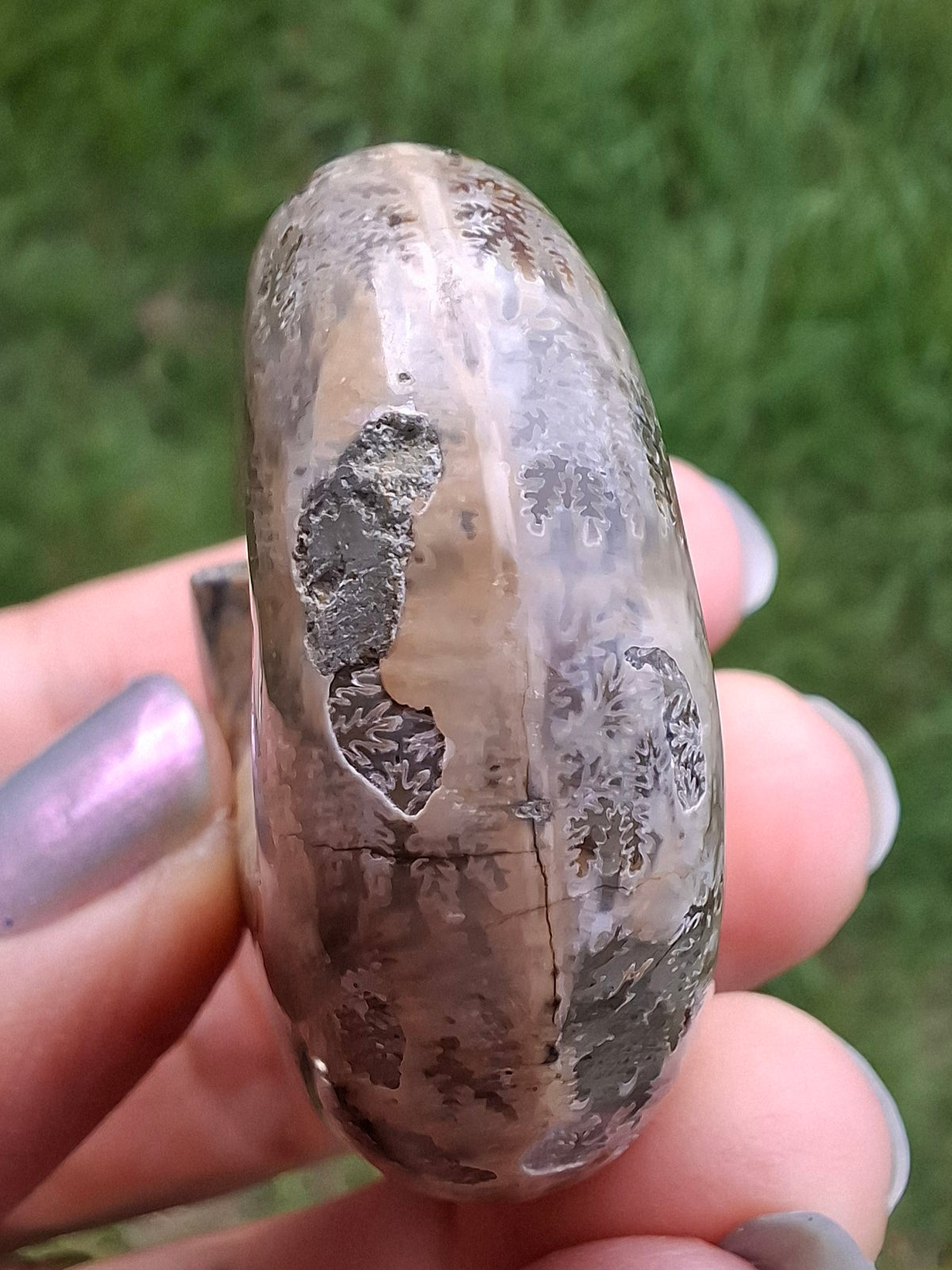 Polished Ammonite, Fossil (Ref: AMM1)