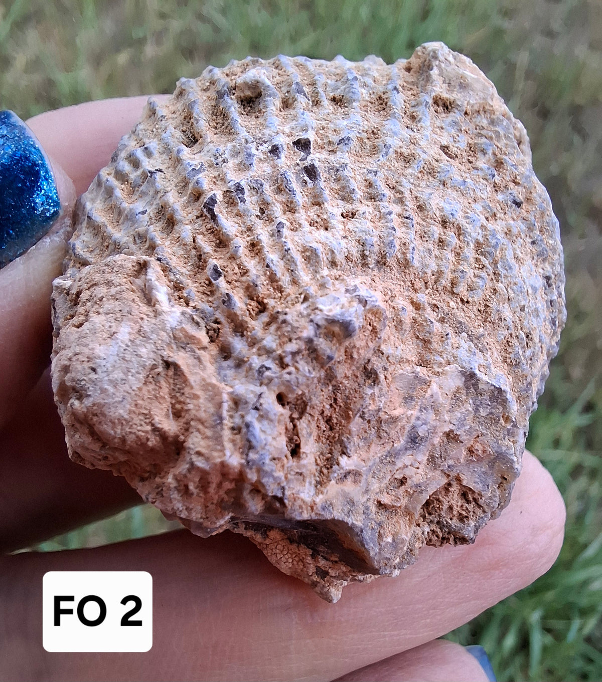 Chalcedony Oyster, Fossil (Ref: FO2)