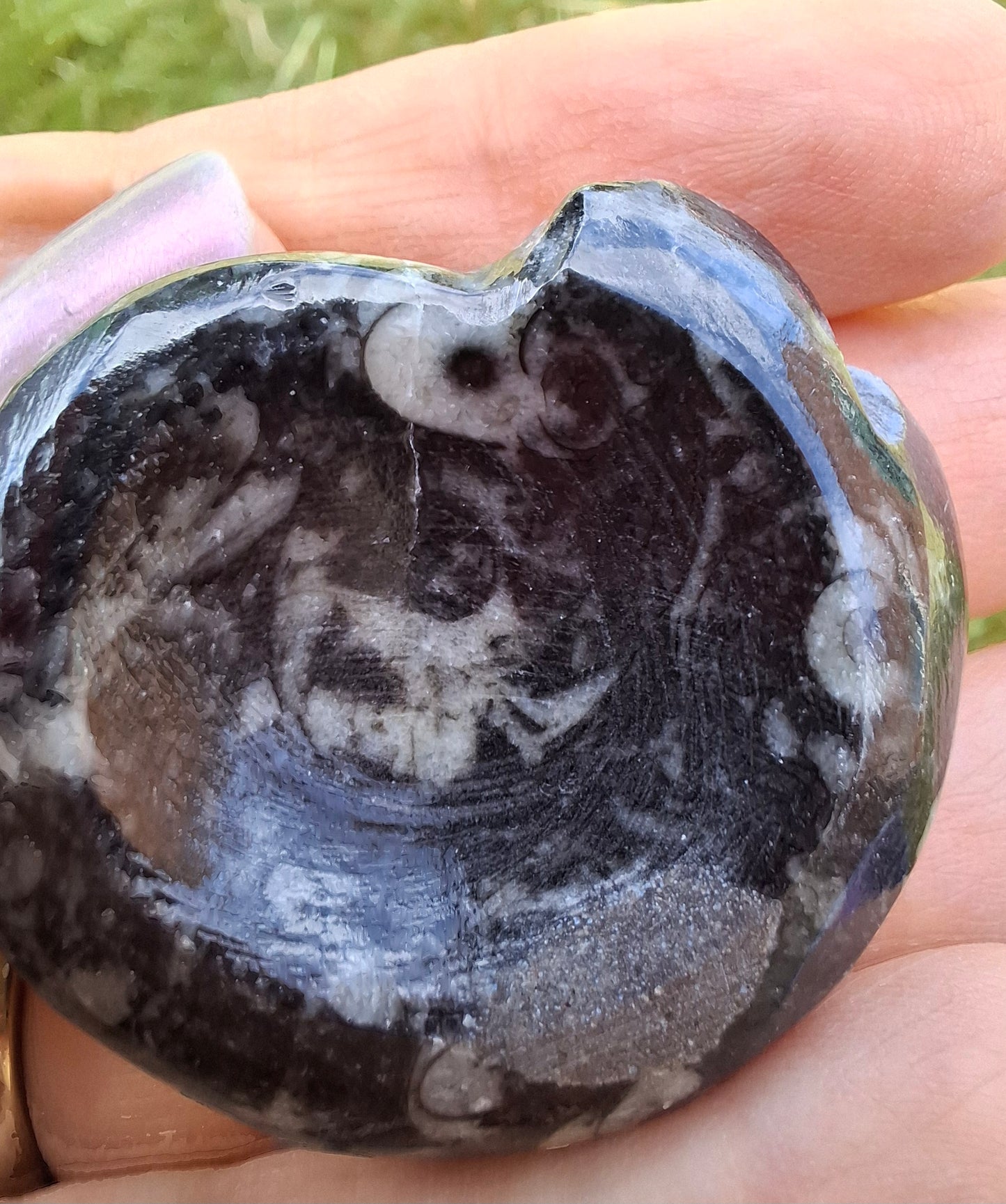 Goniatite, Fossil (Ref: GA2)