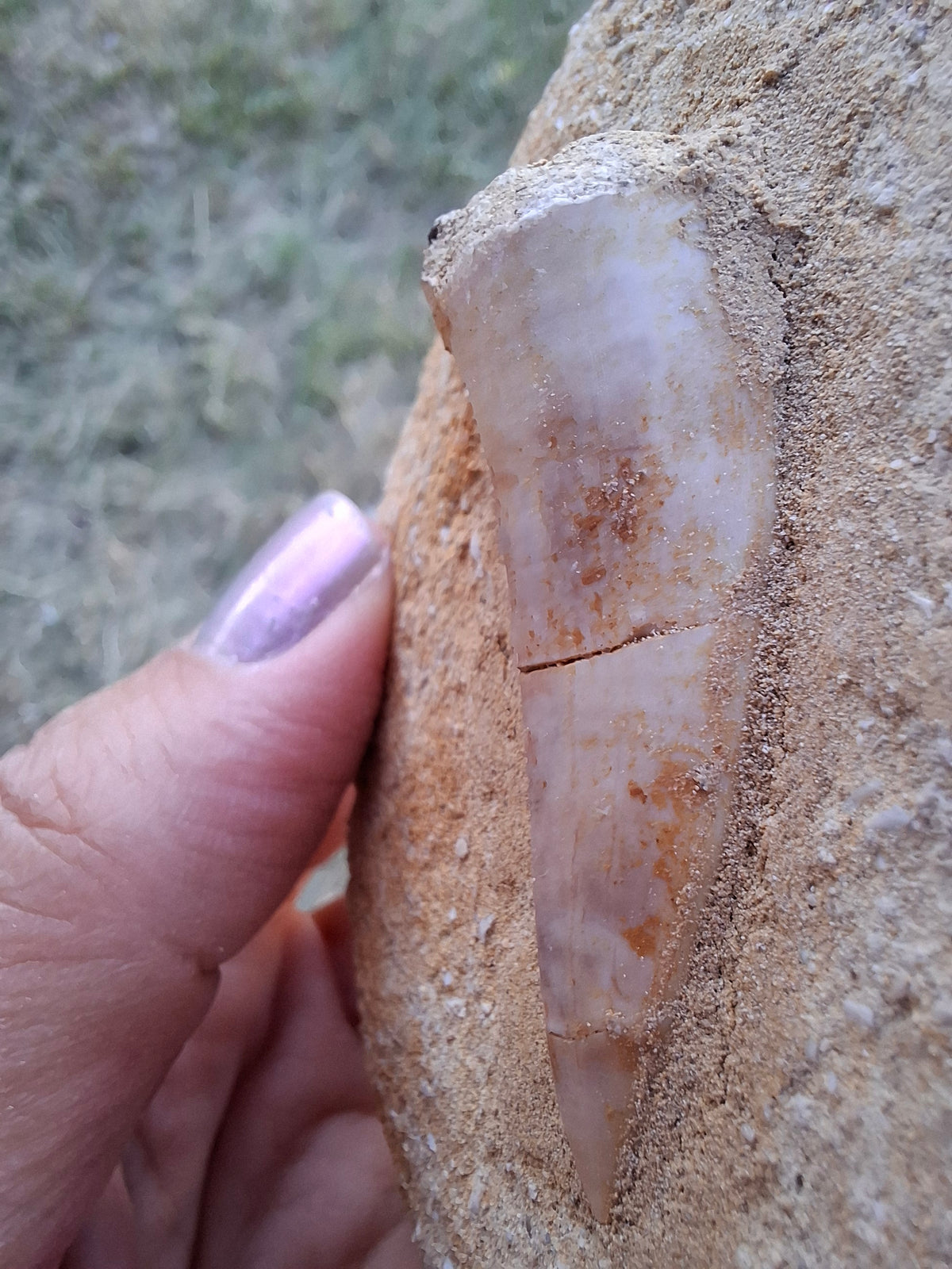 Enchodus Sabre Tooth, Fossil (Ref: ES5)