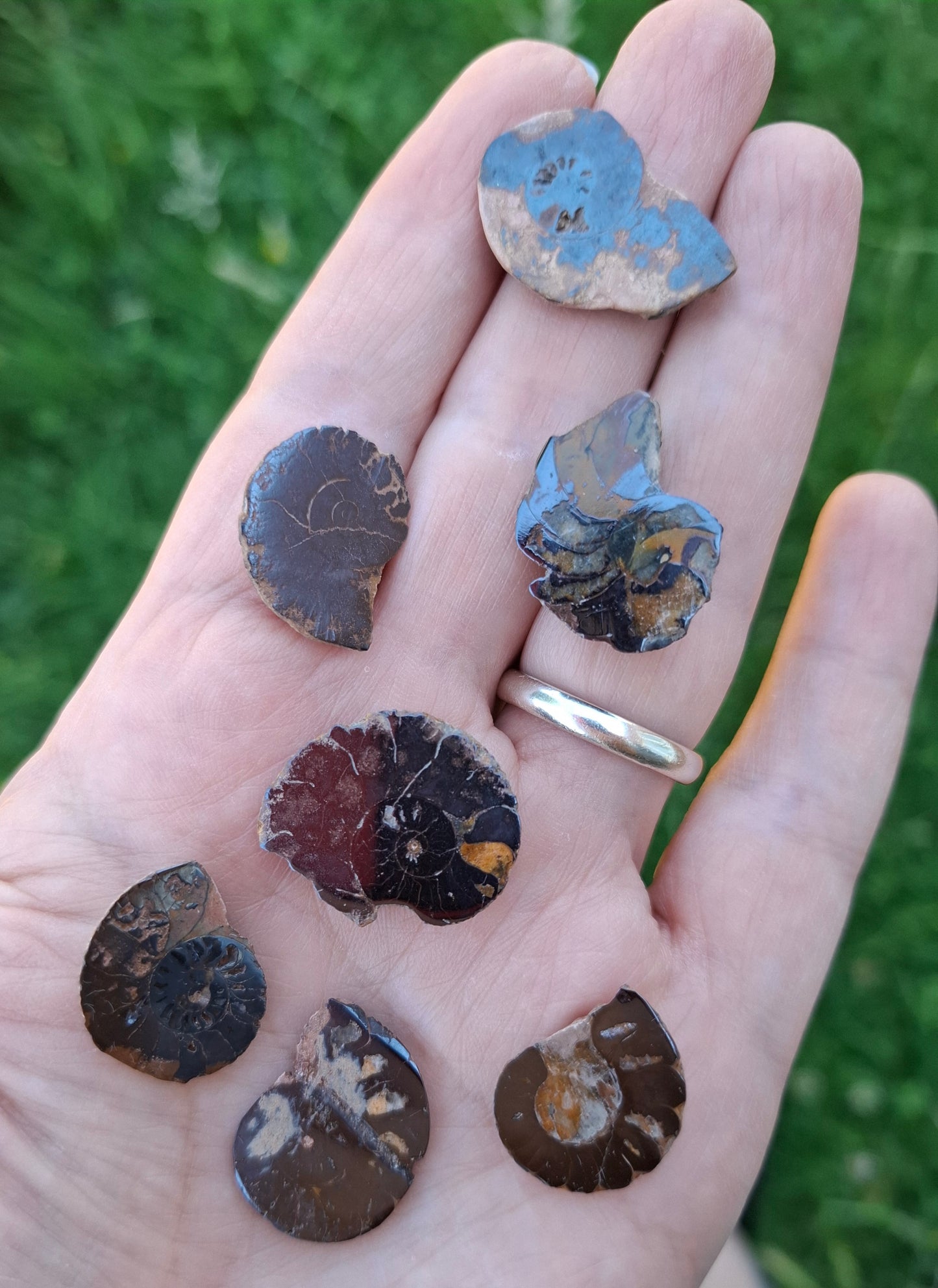 Small Haematite Ammonite Halves BUNDLE, (7 pcs), Fossil (Ref: MA13)