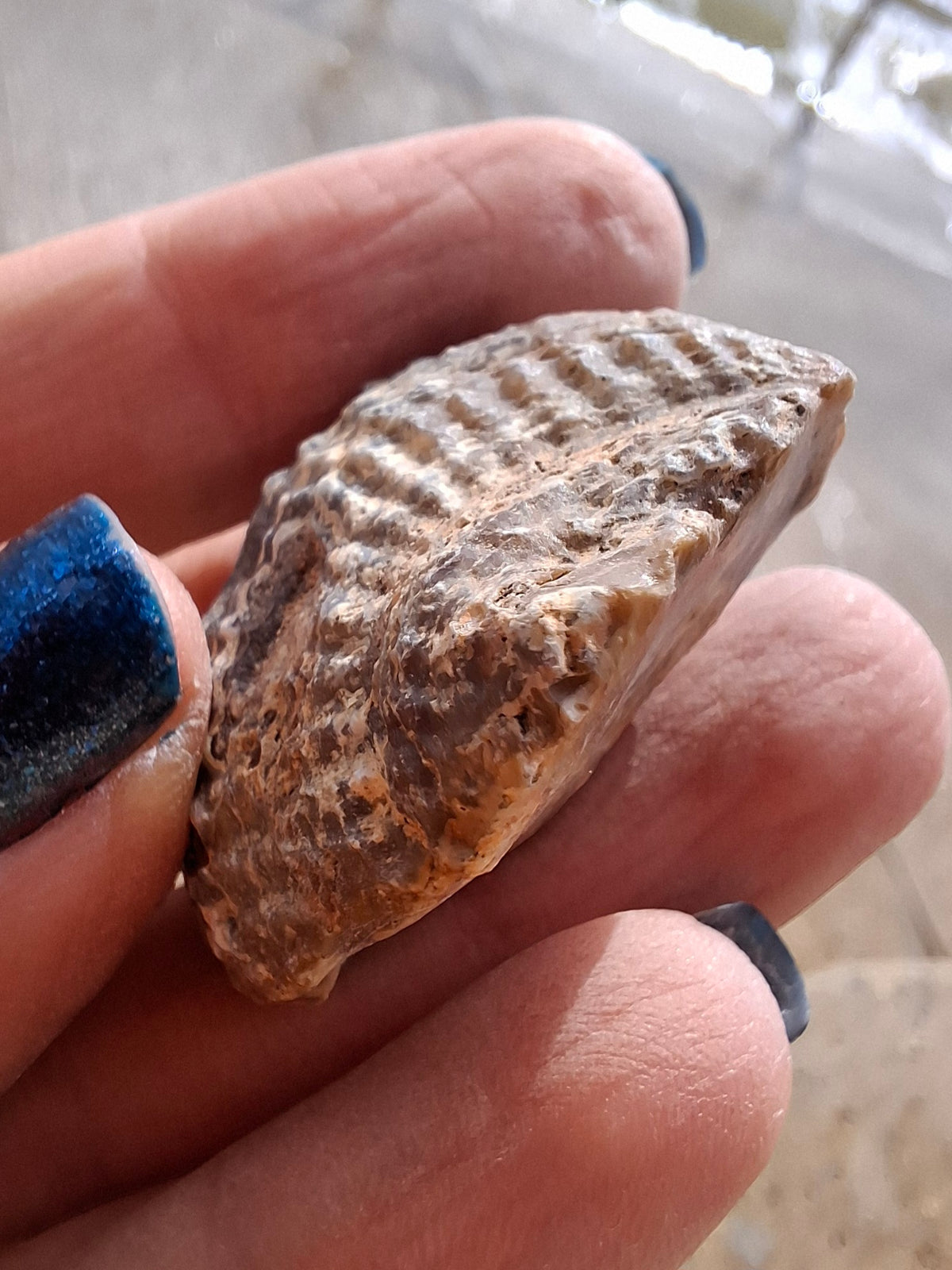 Chalcedony Oyster, Fossil (Ref: FO7)