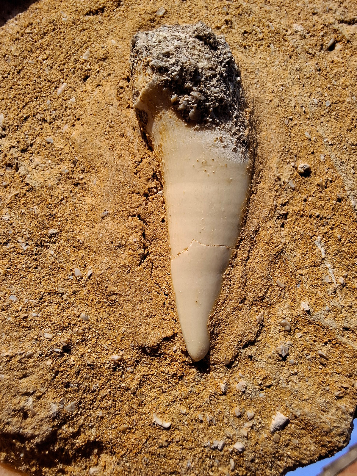 Enchodus Sabre Tooth, Fossil (Ref: ES6)