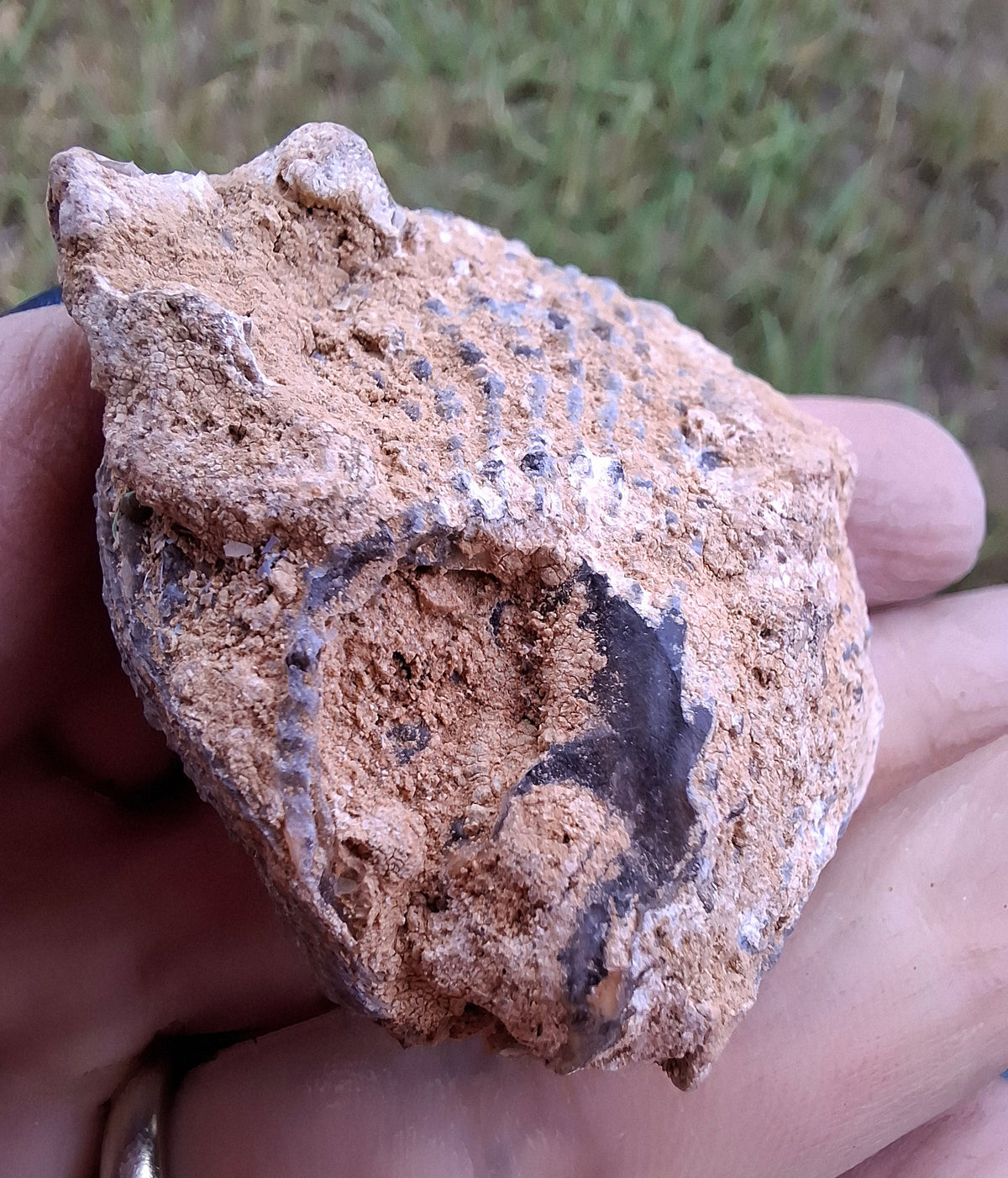 Chalcedony Oyster, Fossil (Ref: FO2)