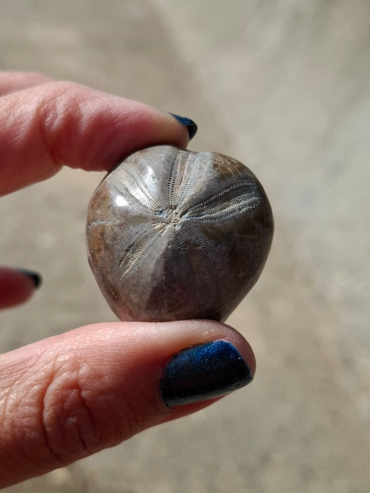 Polished Sea Urchin, Fossil (Ref: SU1)
