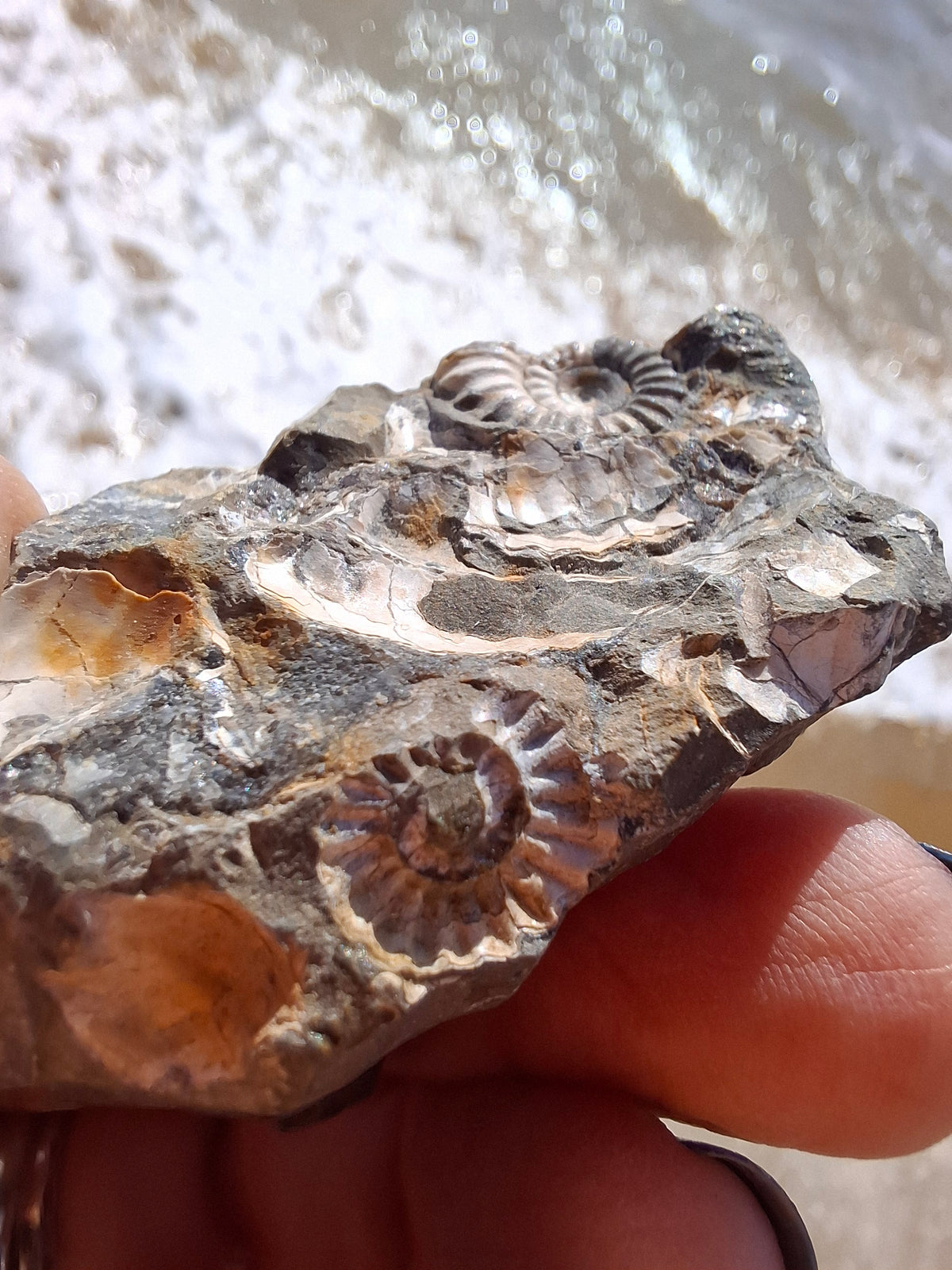 Ammonite Cluster, Fossil (Ref: ACL3)