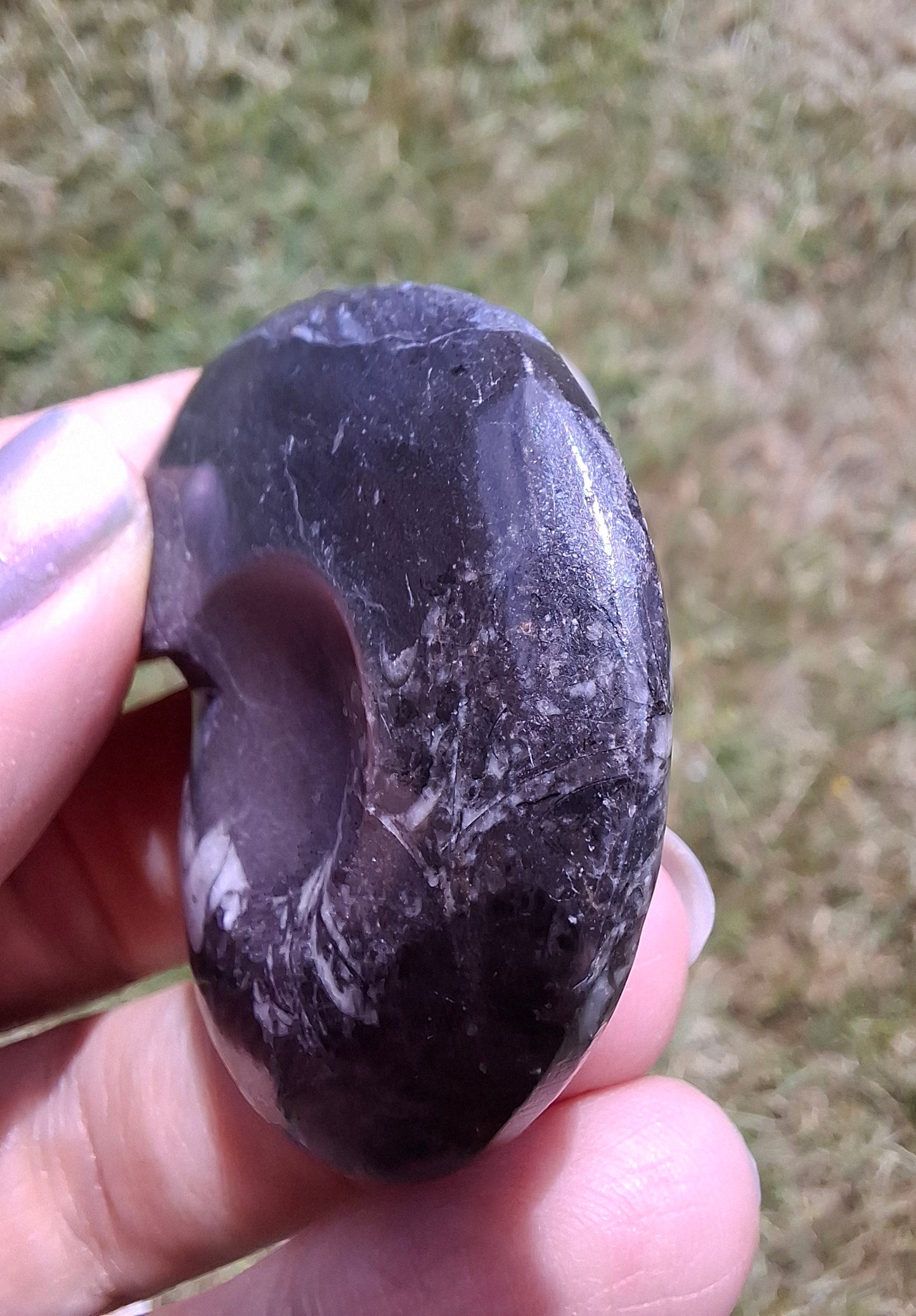 Goniatite, Fossil (Ref: GA5)