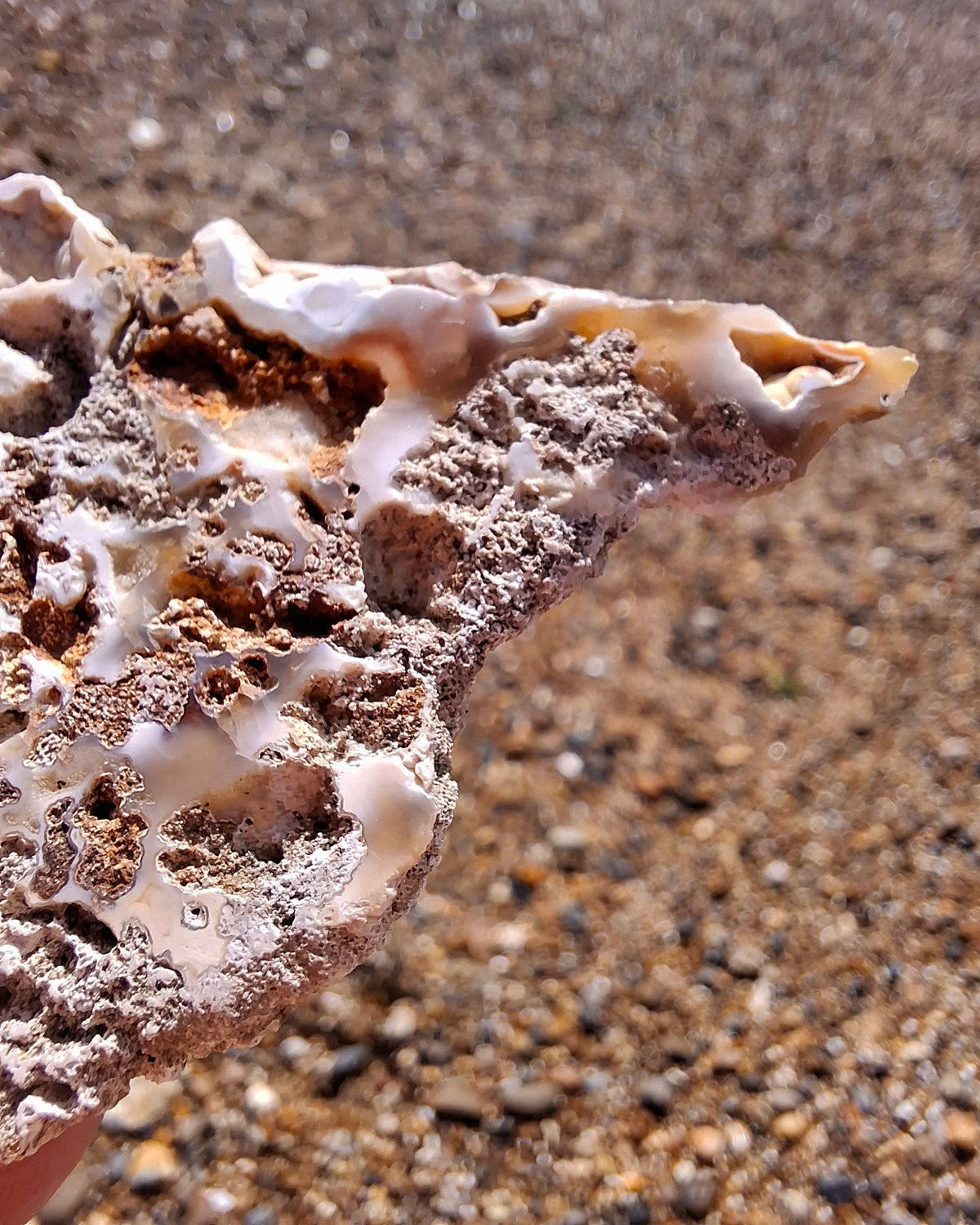 Fossilised Coral replaced by Chalcedony/Agate, Fossil (Ref: FCA2)