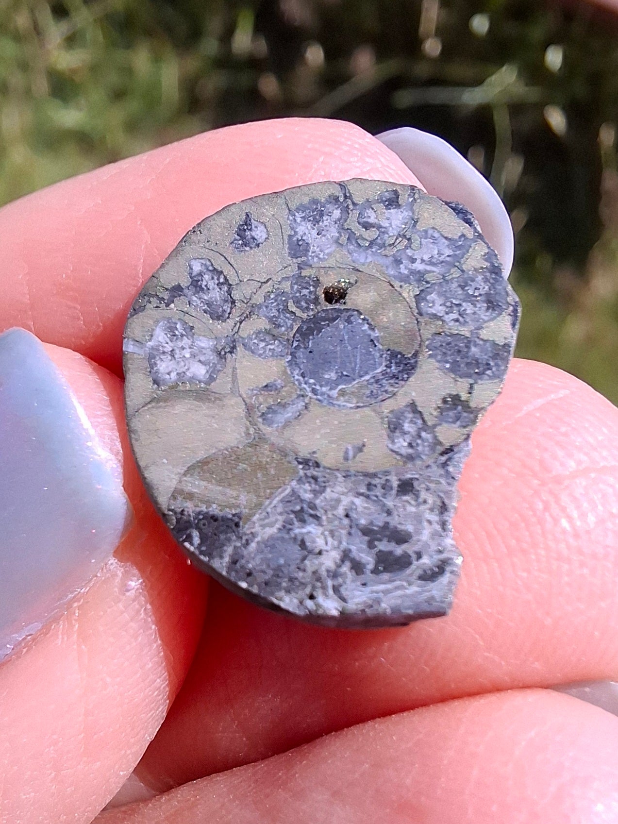 Small Haematite Ammonite HALF, 1.10g, Fossil (Ref: MA9)