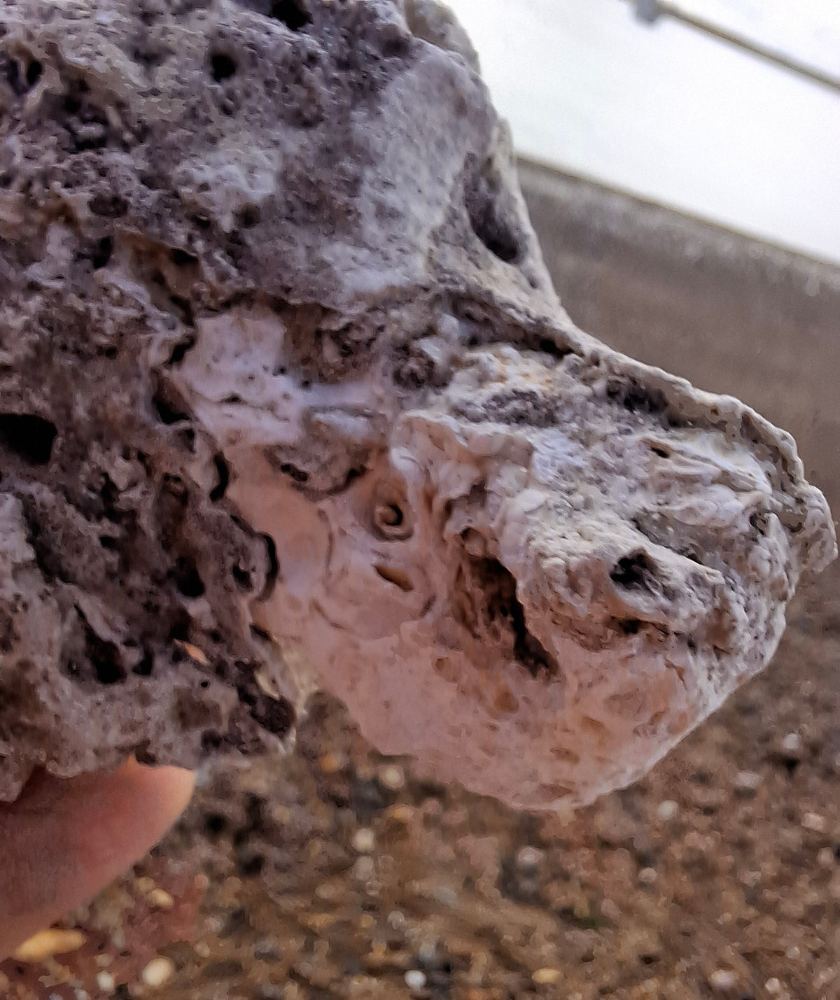 Fossilised Coral replaced by Chalcedony/Agate, Fossil (Ref: FCA1)