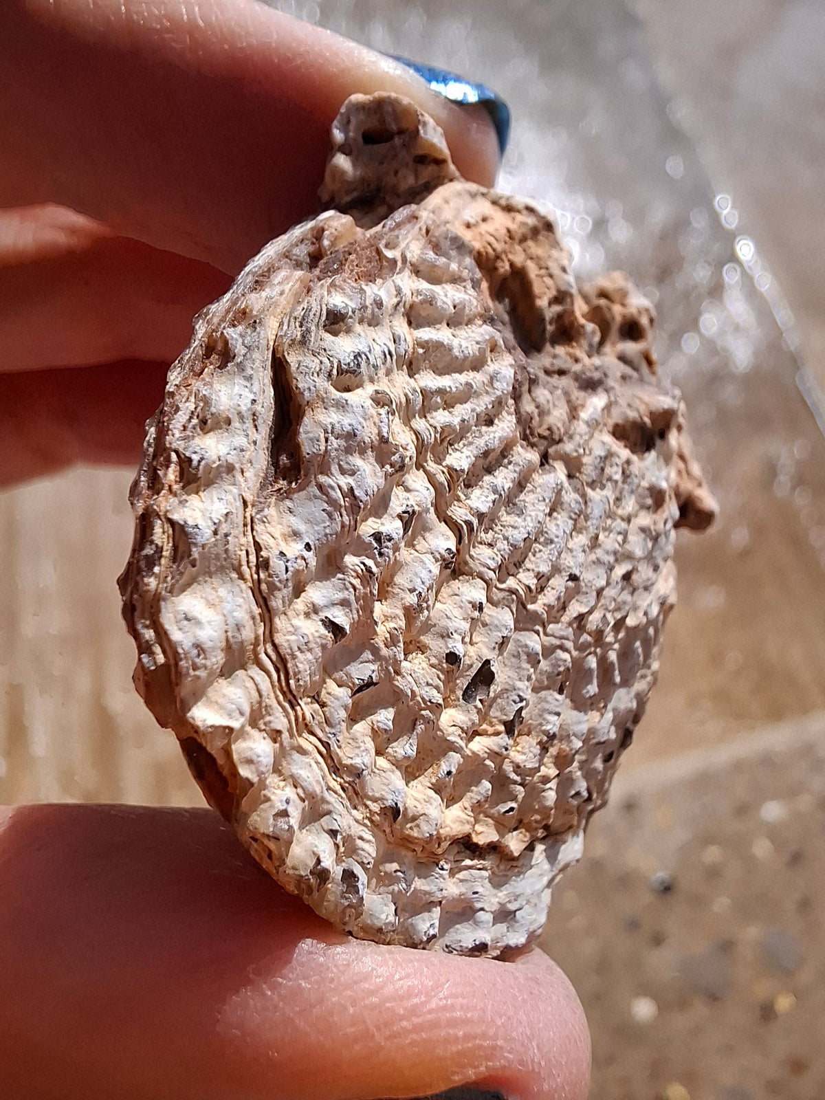 Chalcedony Oyster, Fossil (Ref: FO1)