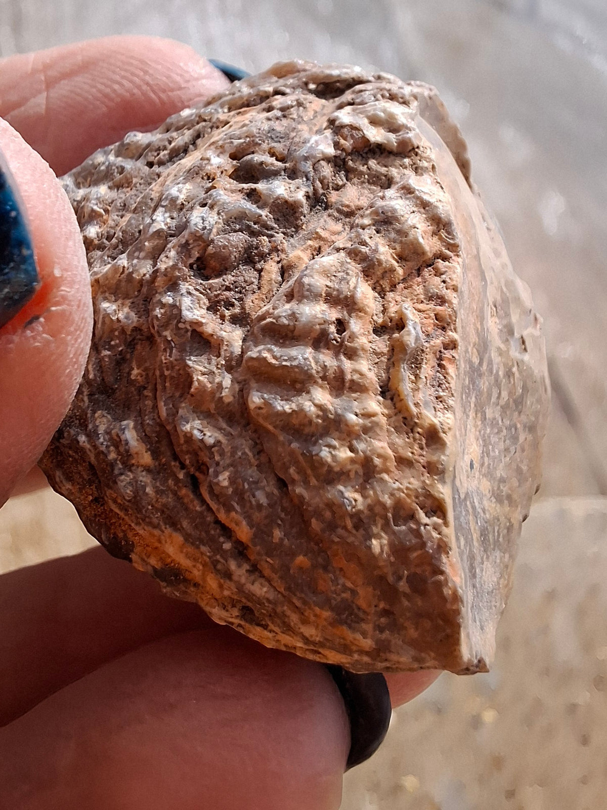 Chalcedony Oyster, Fossil (Ref: FO7)