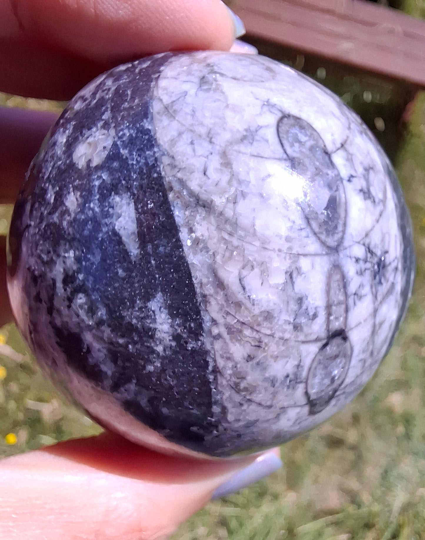 Orthoceras Sphere, Fossil (Ref: OS2)
