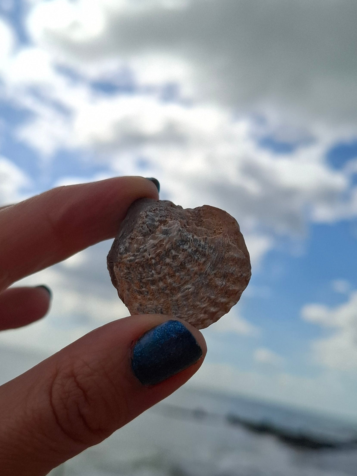 Chalcedony Oyster, Fossil (Ref: FO10)