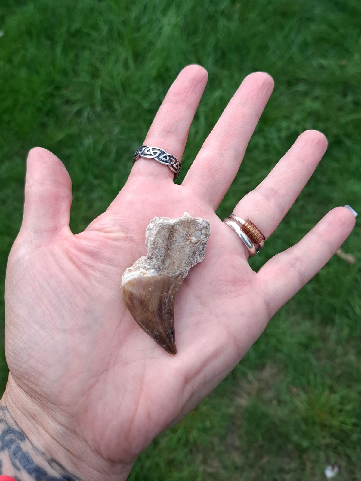 Mosasaurus Tooth with matrix, Fossil, (Ref: MTM1)