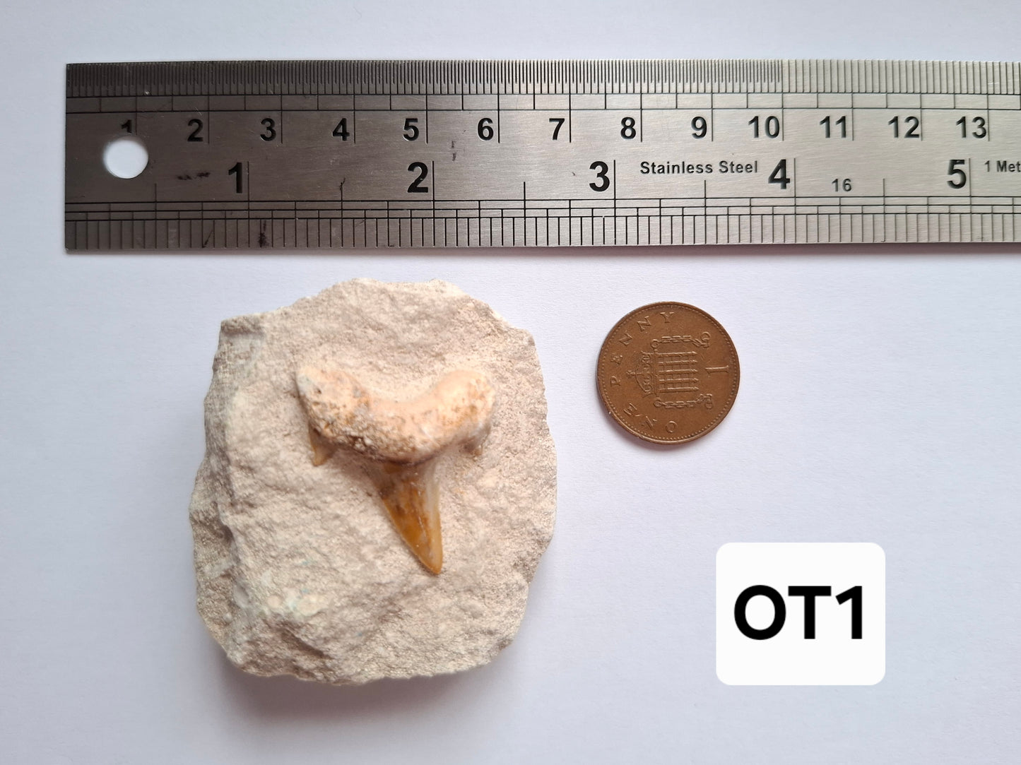 Otodus Shark Tooth in rock, Fossil (Ref: OT1)