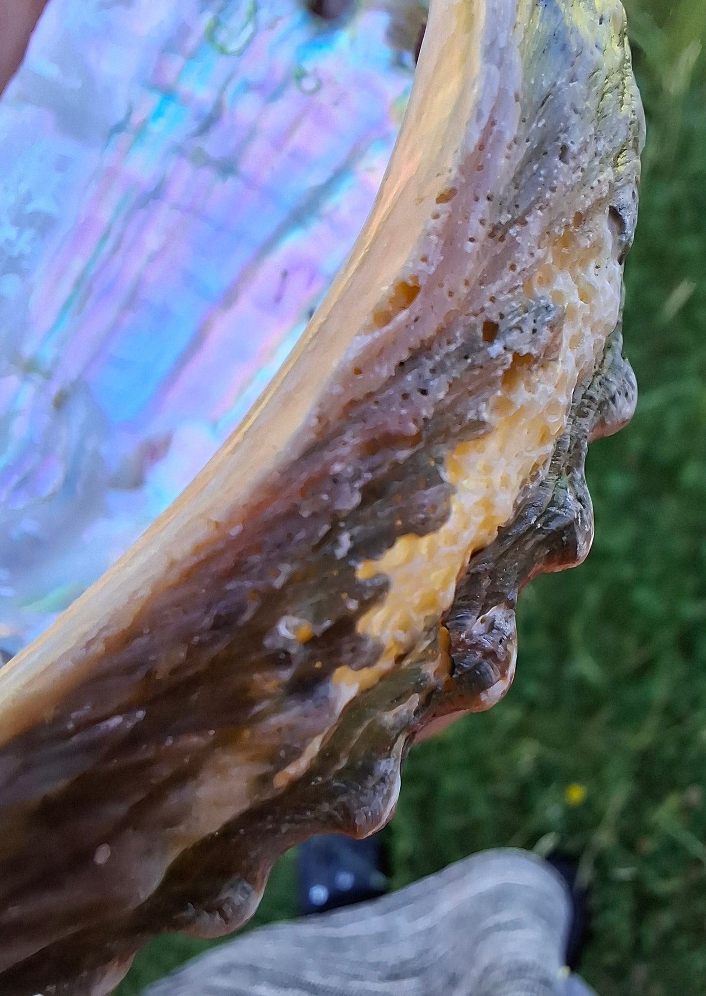 Abalone Shell, (Ref: SH1)