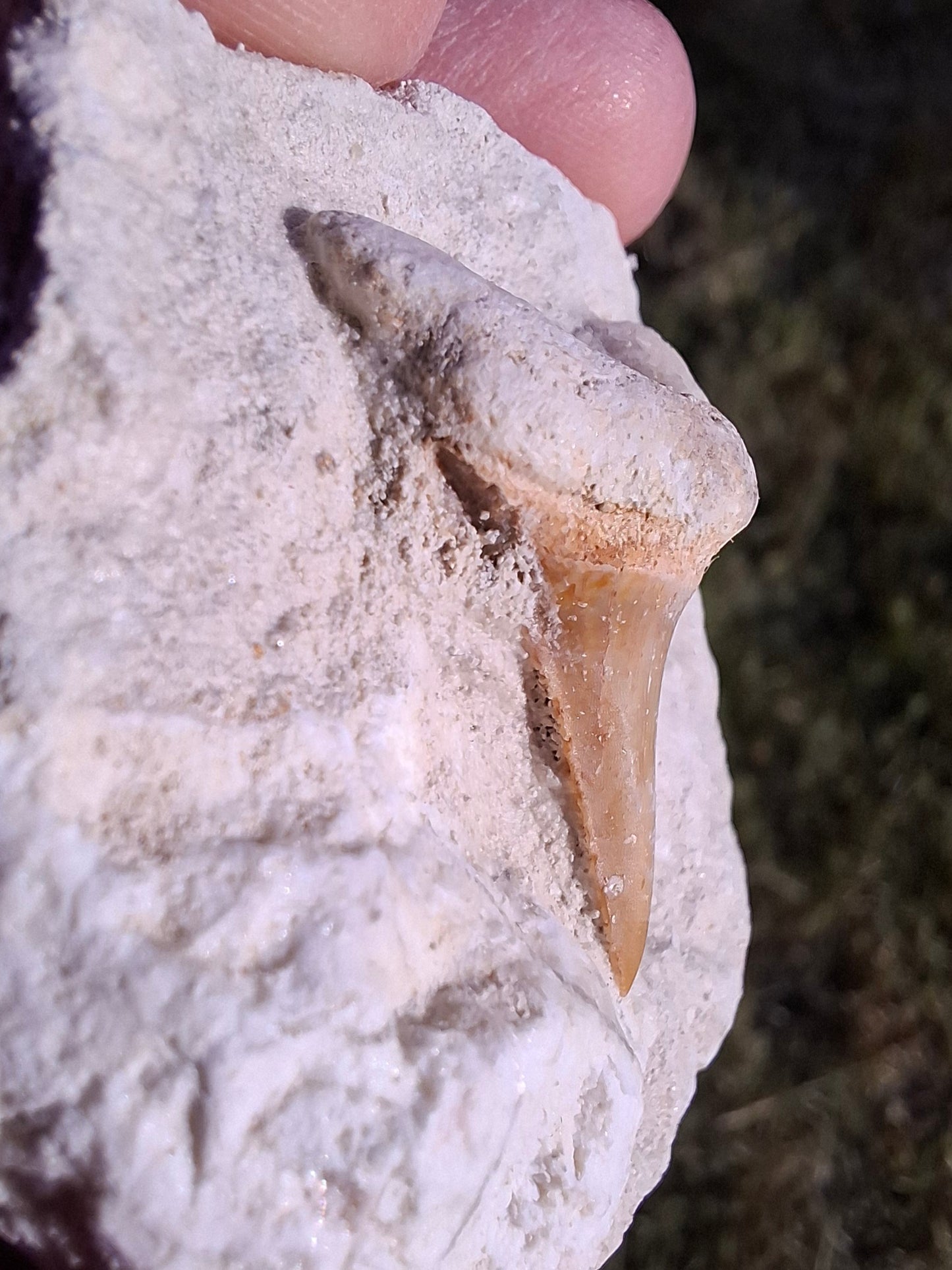 Otodus Shark Tooth in Rock, Fossil (Ref: OT2)