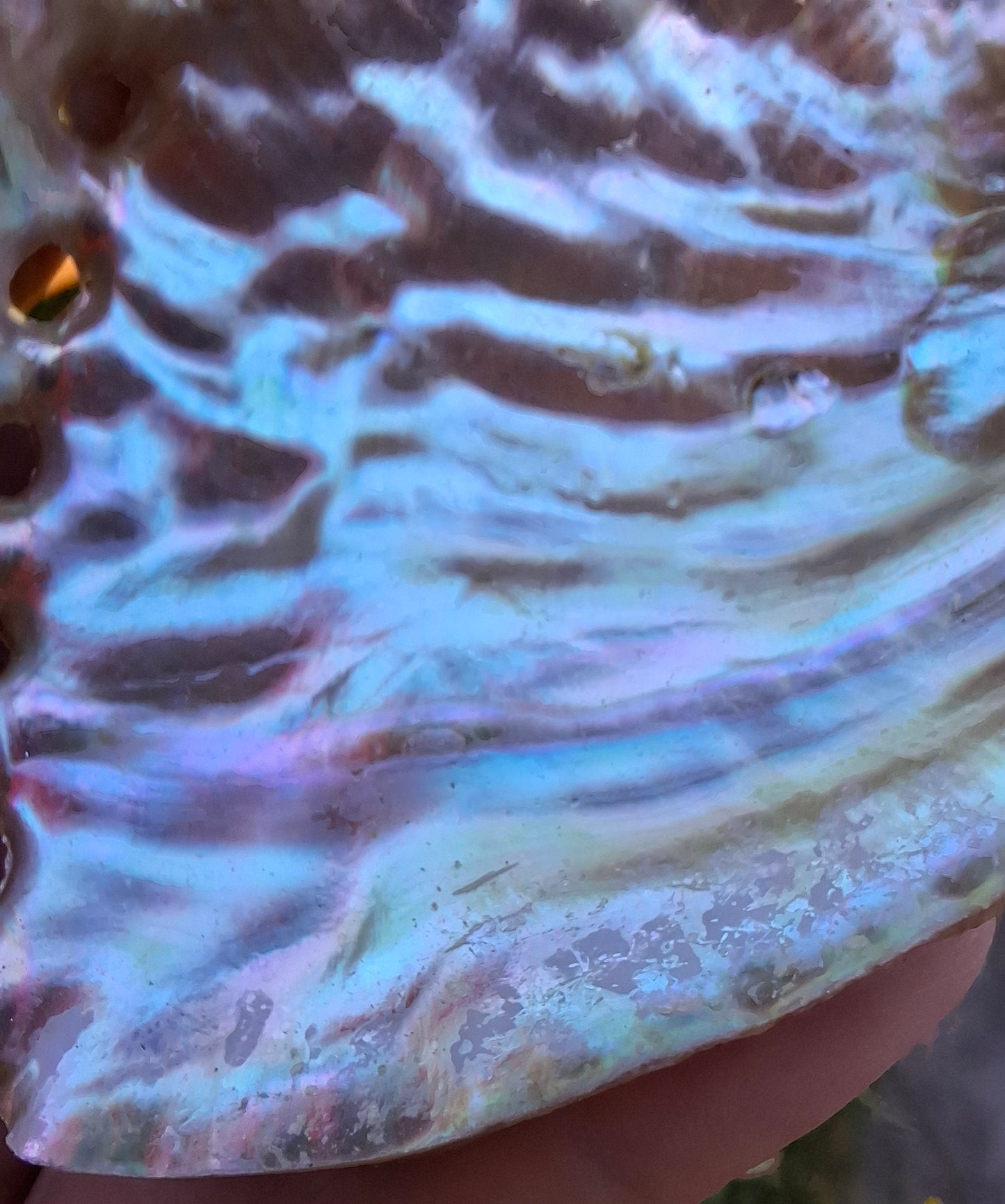 Abalone Shell, (Ref: SH3)