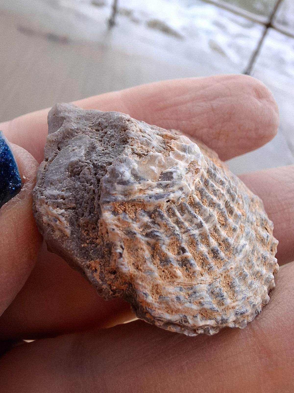 Chalcedony Oyster, Fossil (Ref: FO10)