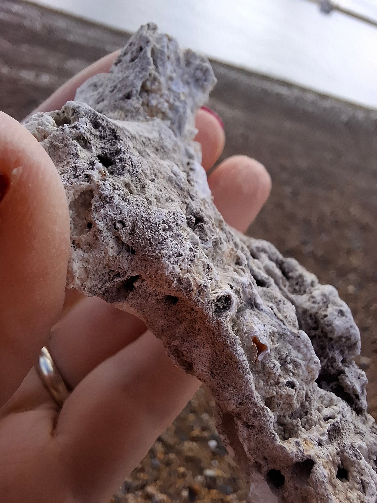 Fossilised Coral replaced by Chalcedony/Agate, Fossil (Ref: FCA1)