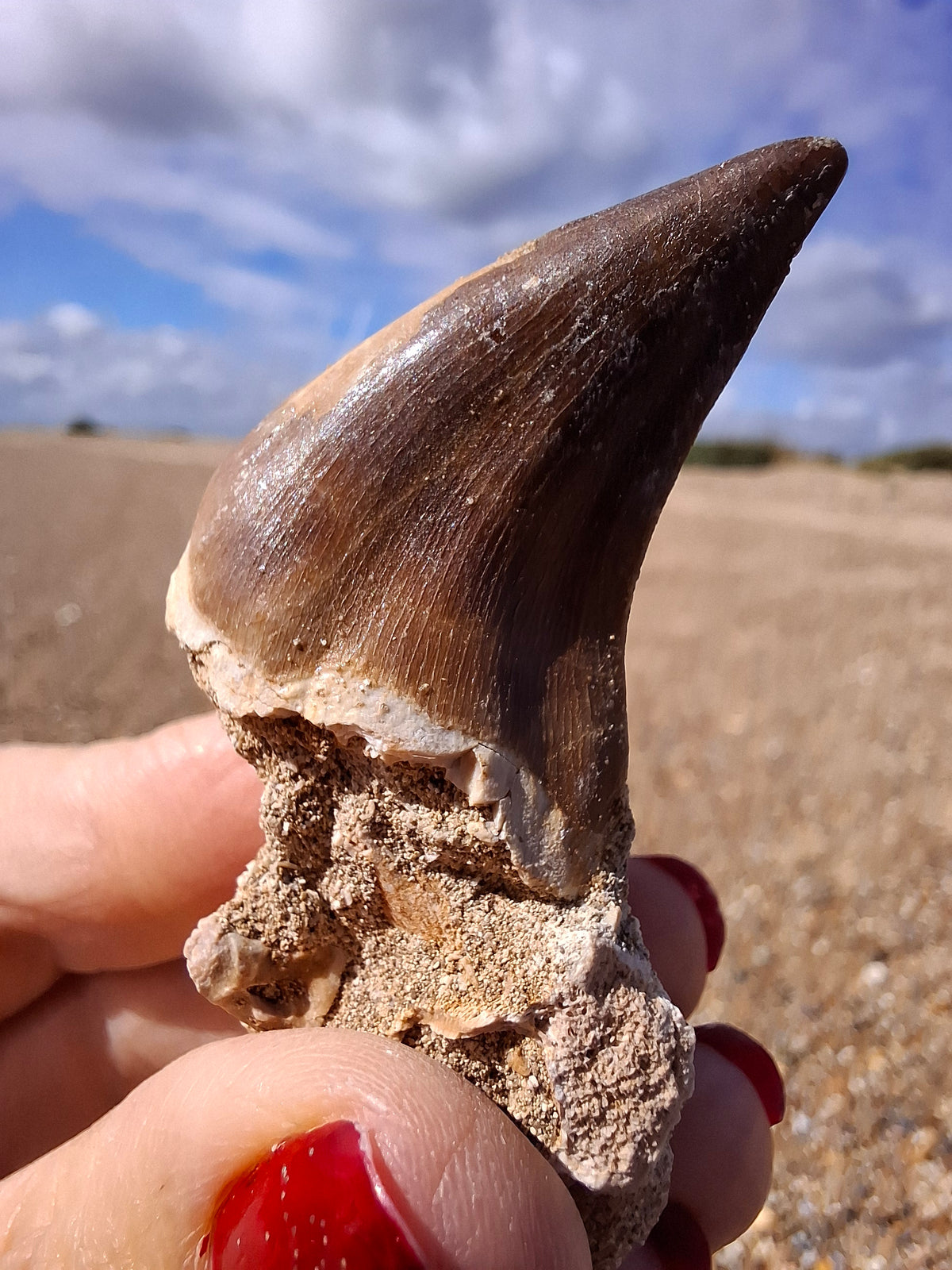 Mosasaurus Tooth with matrix, Fossil, (Ref: MTM1)