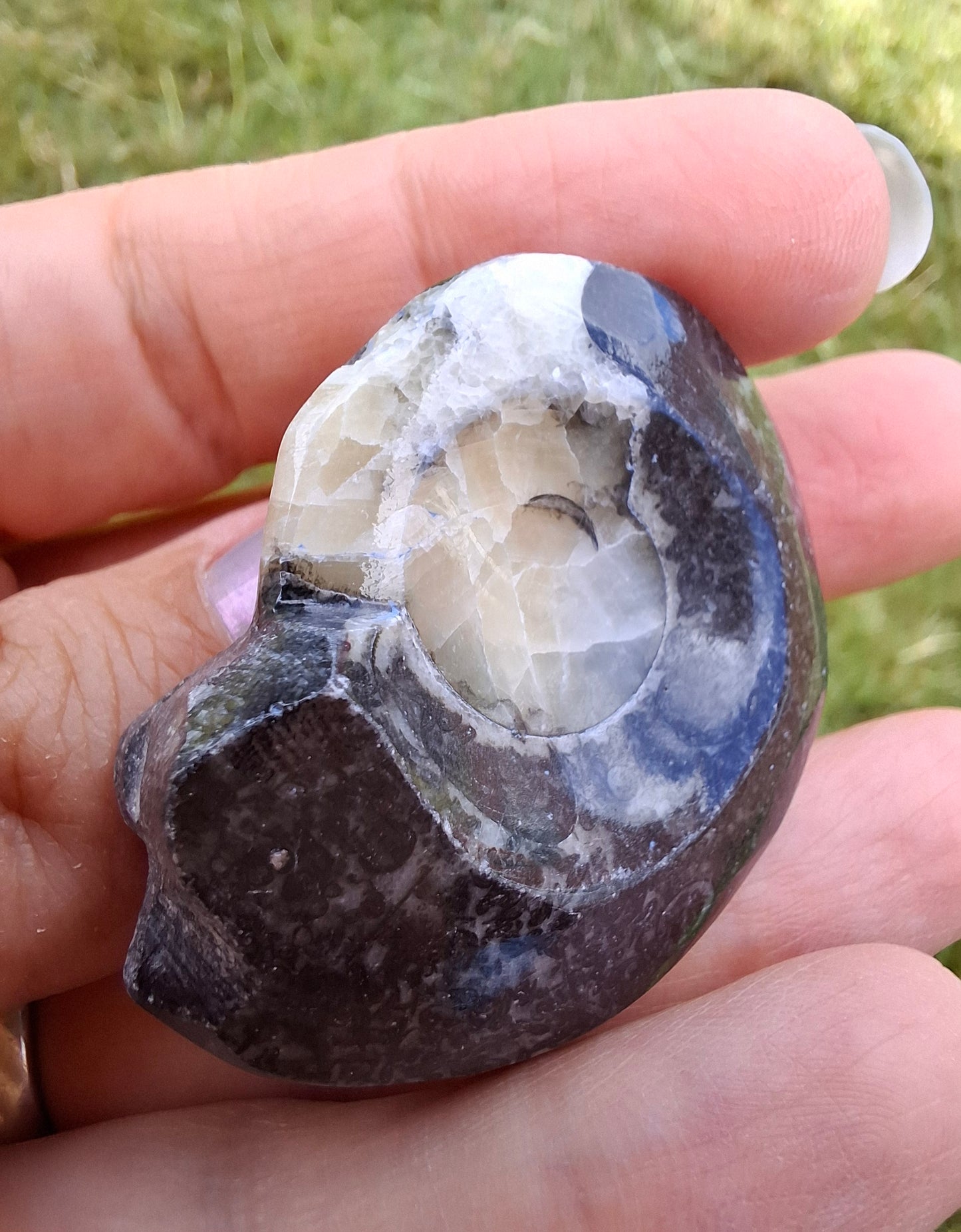 Goniatite, Fossil (Ref: GA7)