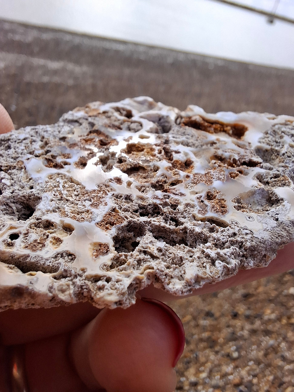 Fossilised Coral replaced by Chalcedony/Agate, Fossil (Ref: FCA2)