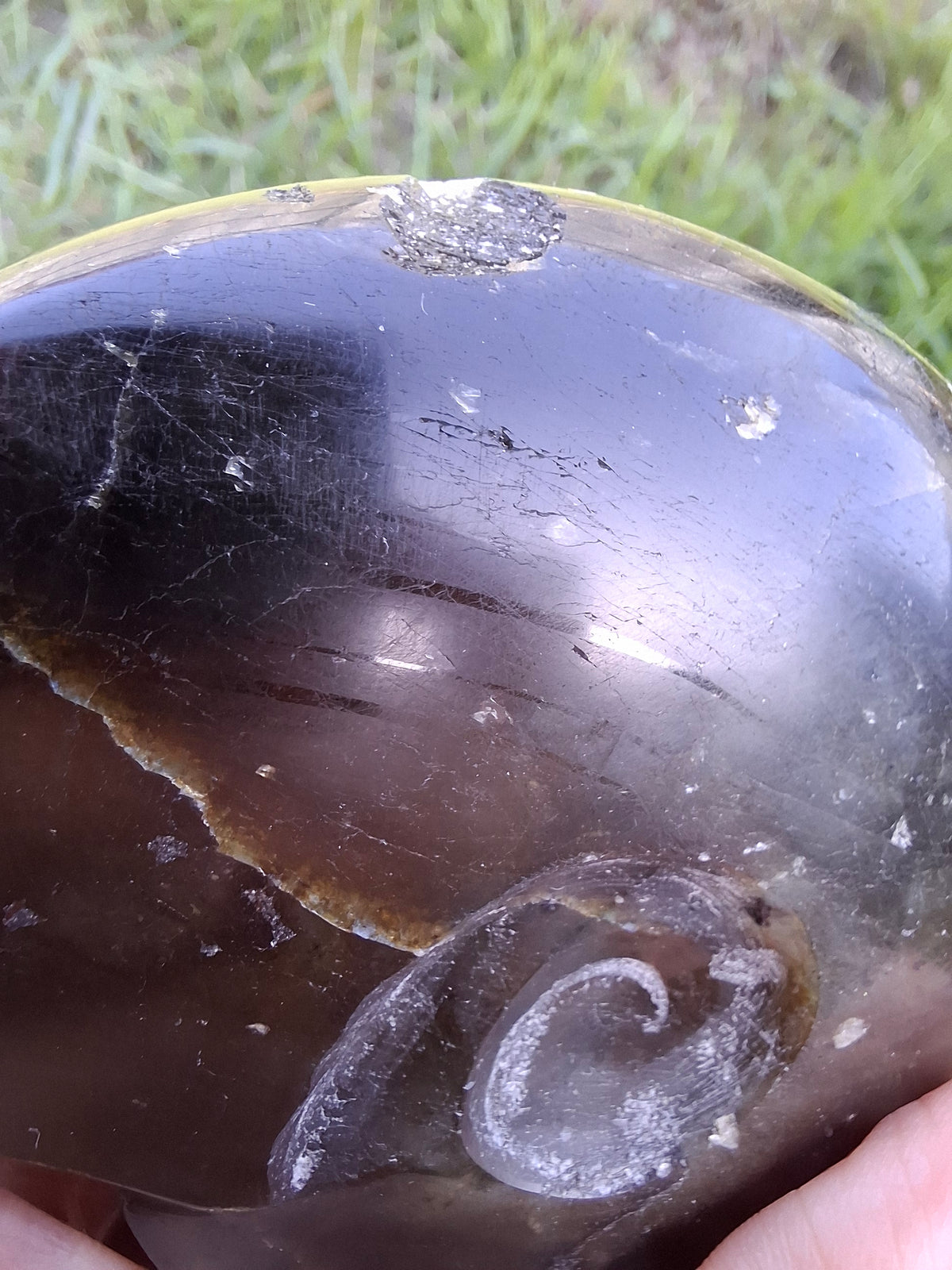 Labradorite Ammonite Carving, 160.21g, Crystal (Ref: laba4)