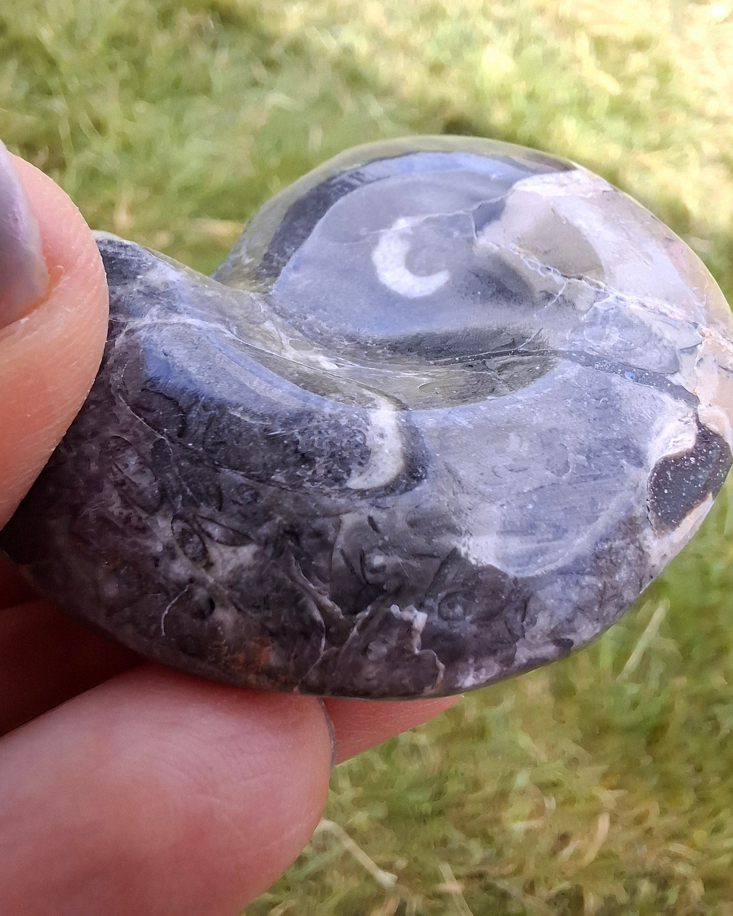 Goniatite, Fossil (Ref: GA9)