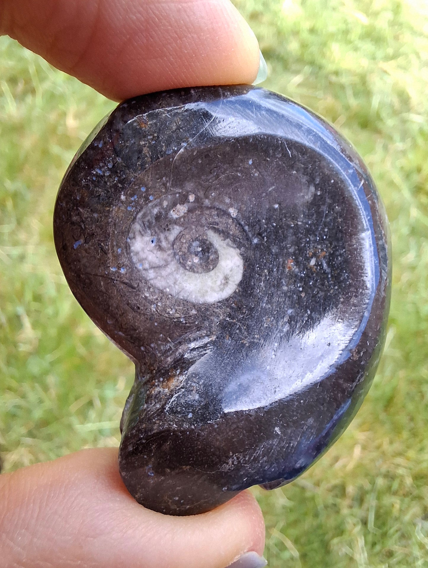 Goniatite, Fossil (Ref: GA8)