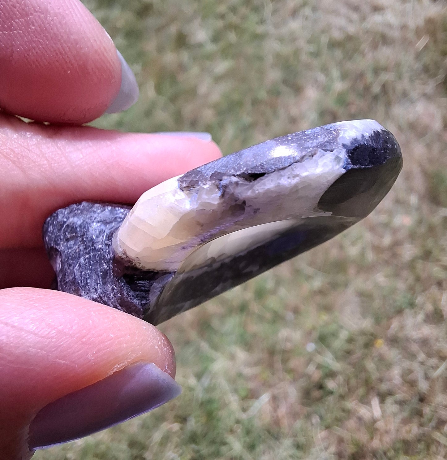 Goniatite, Fossil (Ref: GA7)