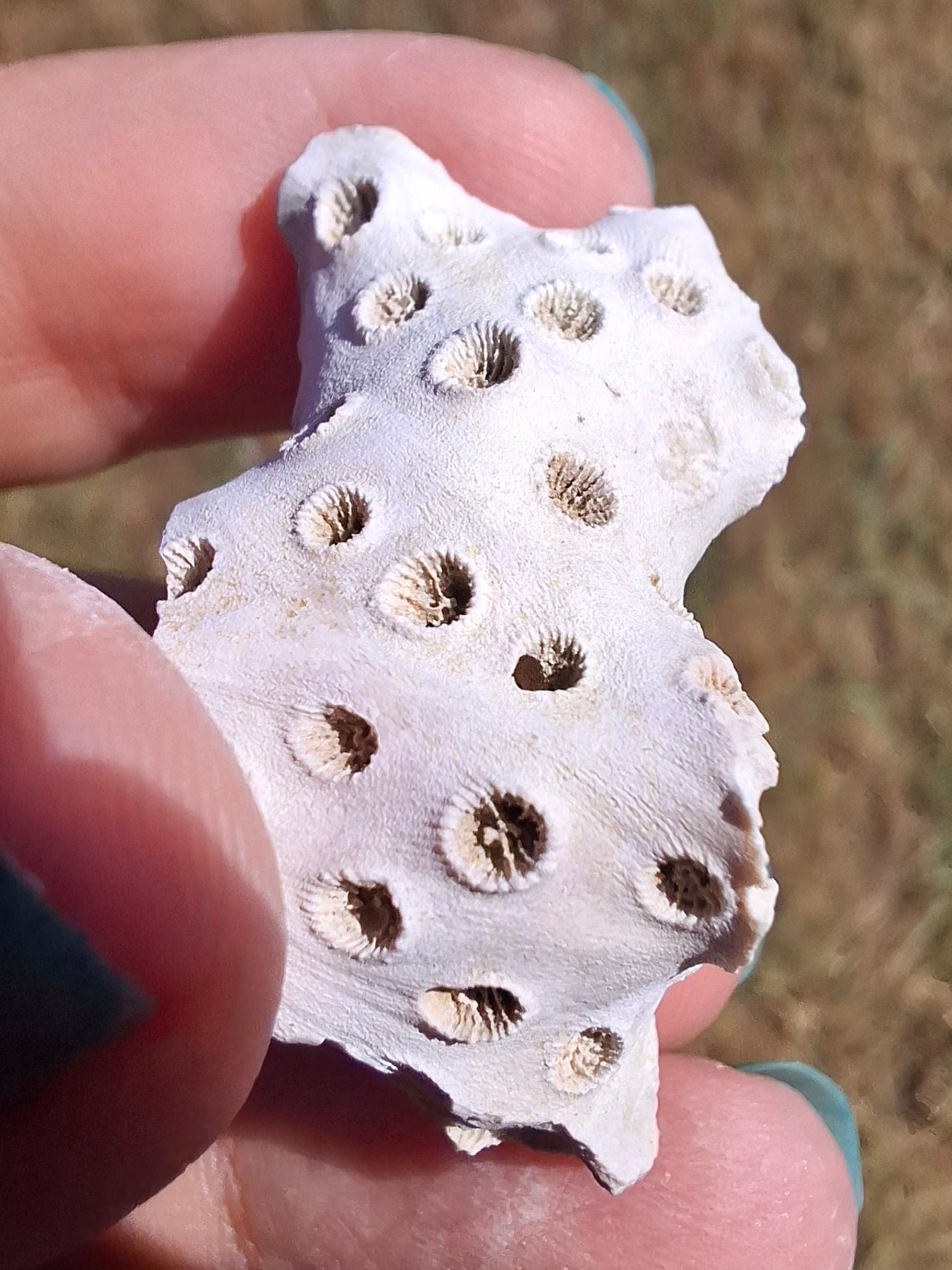 Fossil Coral, (Ref: FC4)