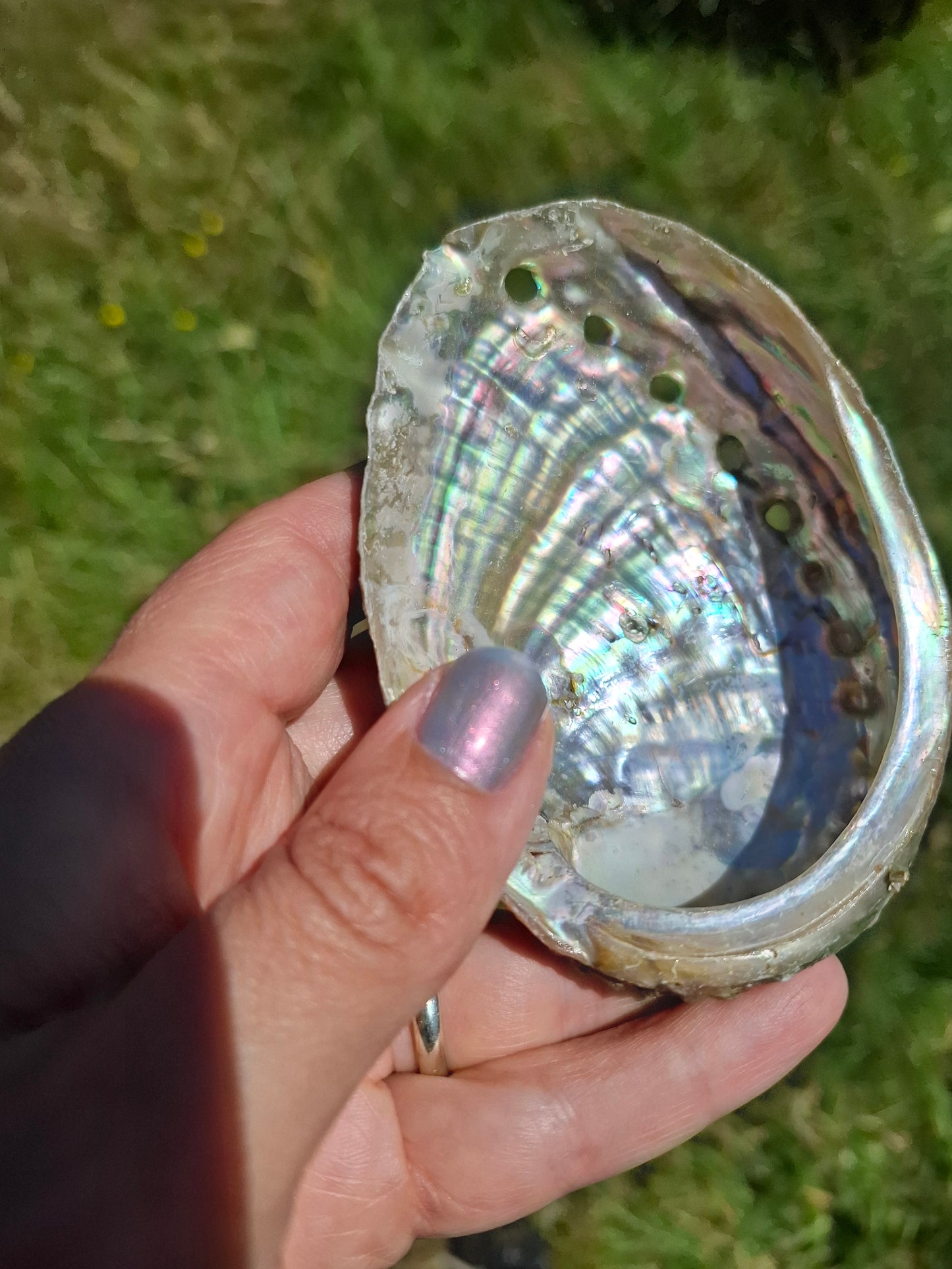 Abalone Shell, (Ref: SH1)