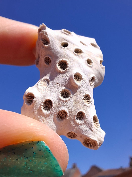 Fossil Coral, (Ref: FC4)