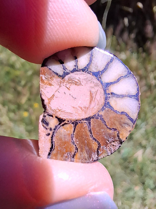 Small Haematite Ammonite HALF, 1.66g, Fossil (Ref: MA2)