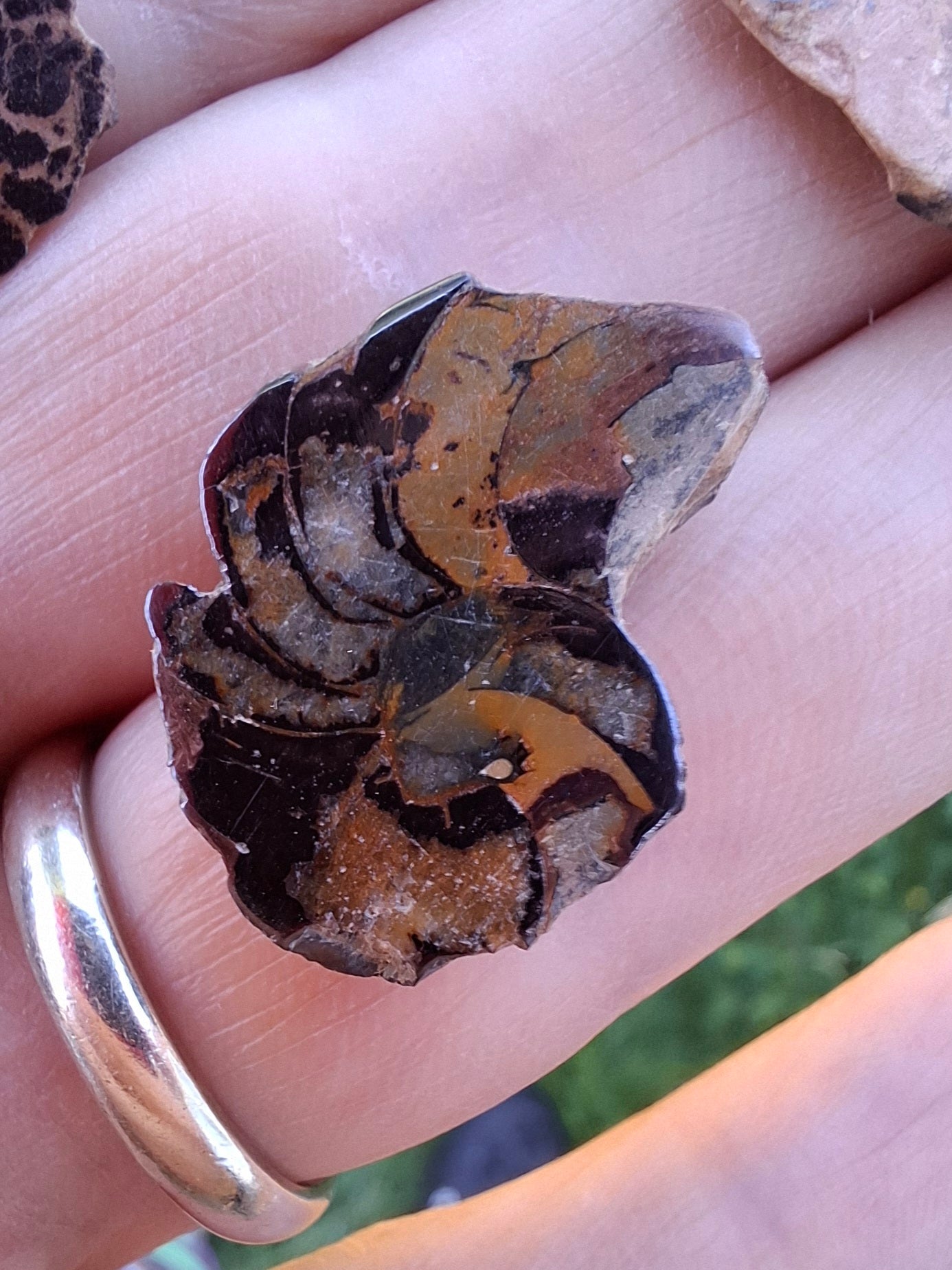 Small Haematite Ammonite Halves BUNDLE, (7 pcs), Fossil (Ref: MA13)