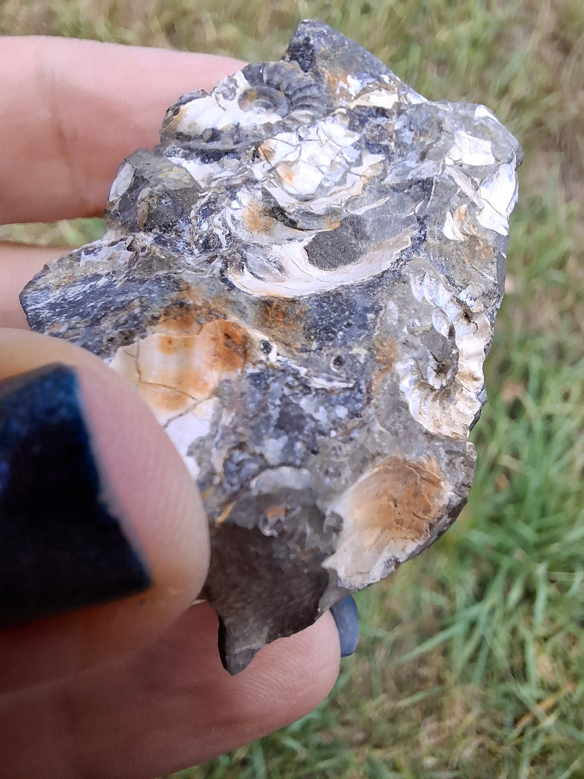 Ammonite Cluster, Fossil (Ref: ACL3)