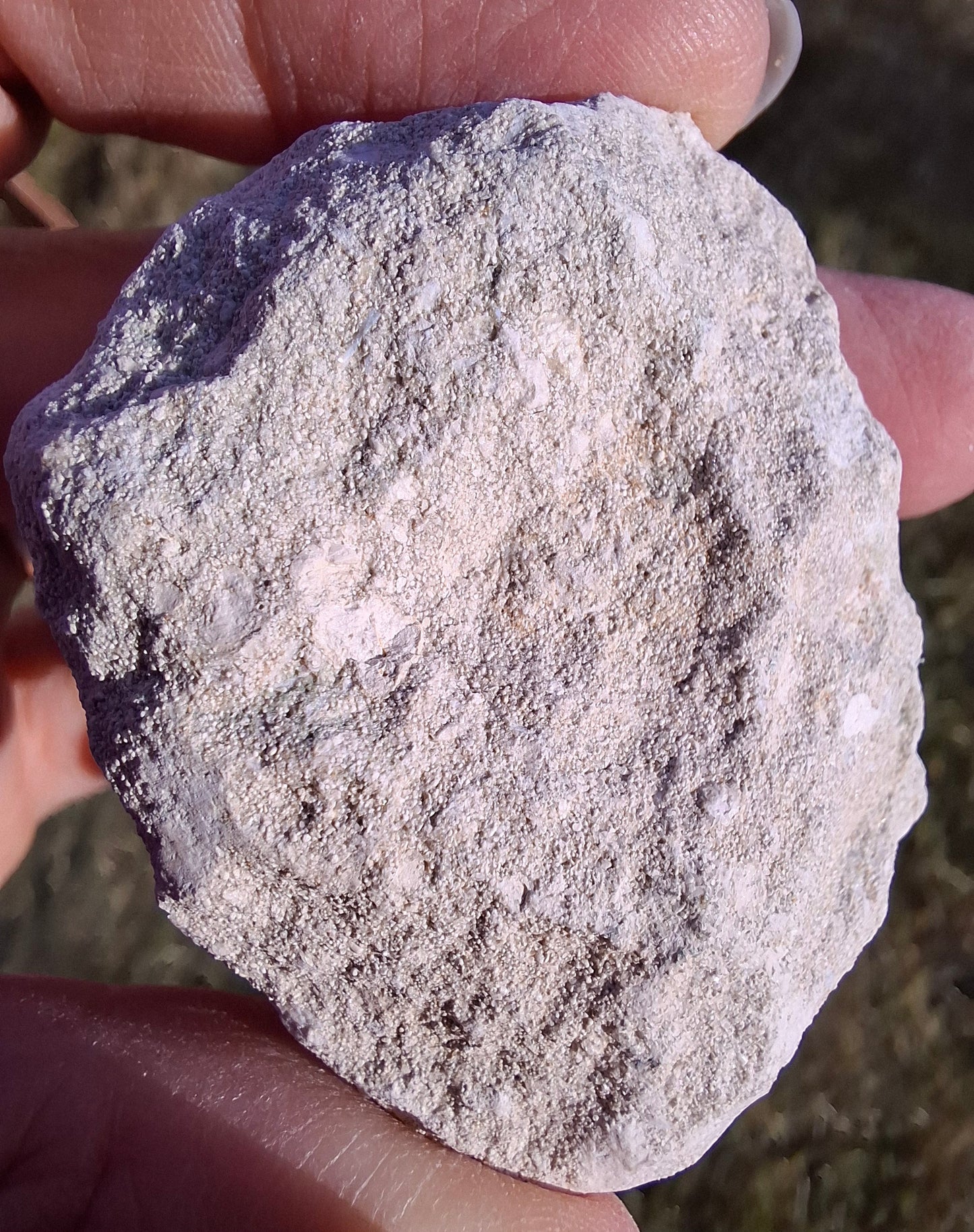 Otodus Shark Tooth, Fossil (Ref: OT4)